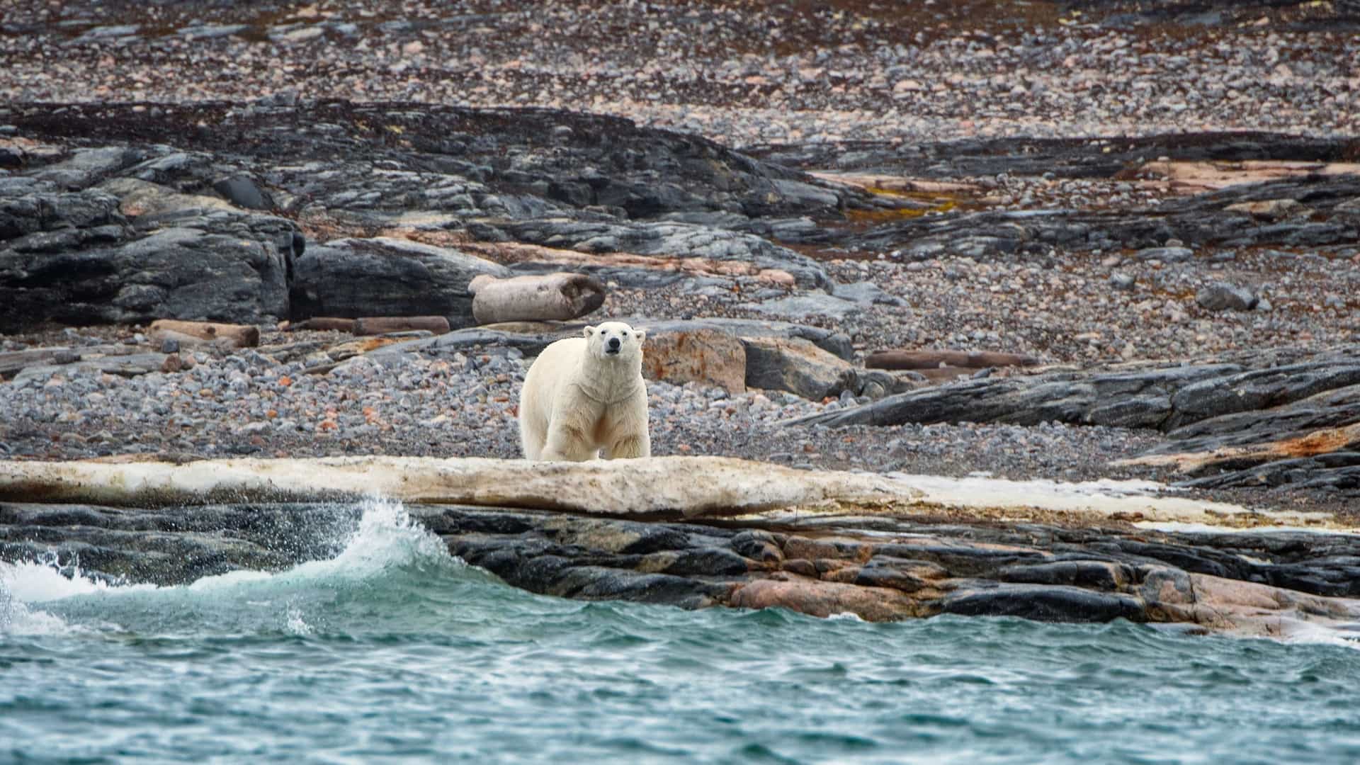 A polar bear stands on a rocky shore, looking towards the rough sea in the foreground on Bjørnøya (Bear Island), Norway.