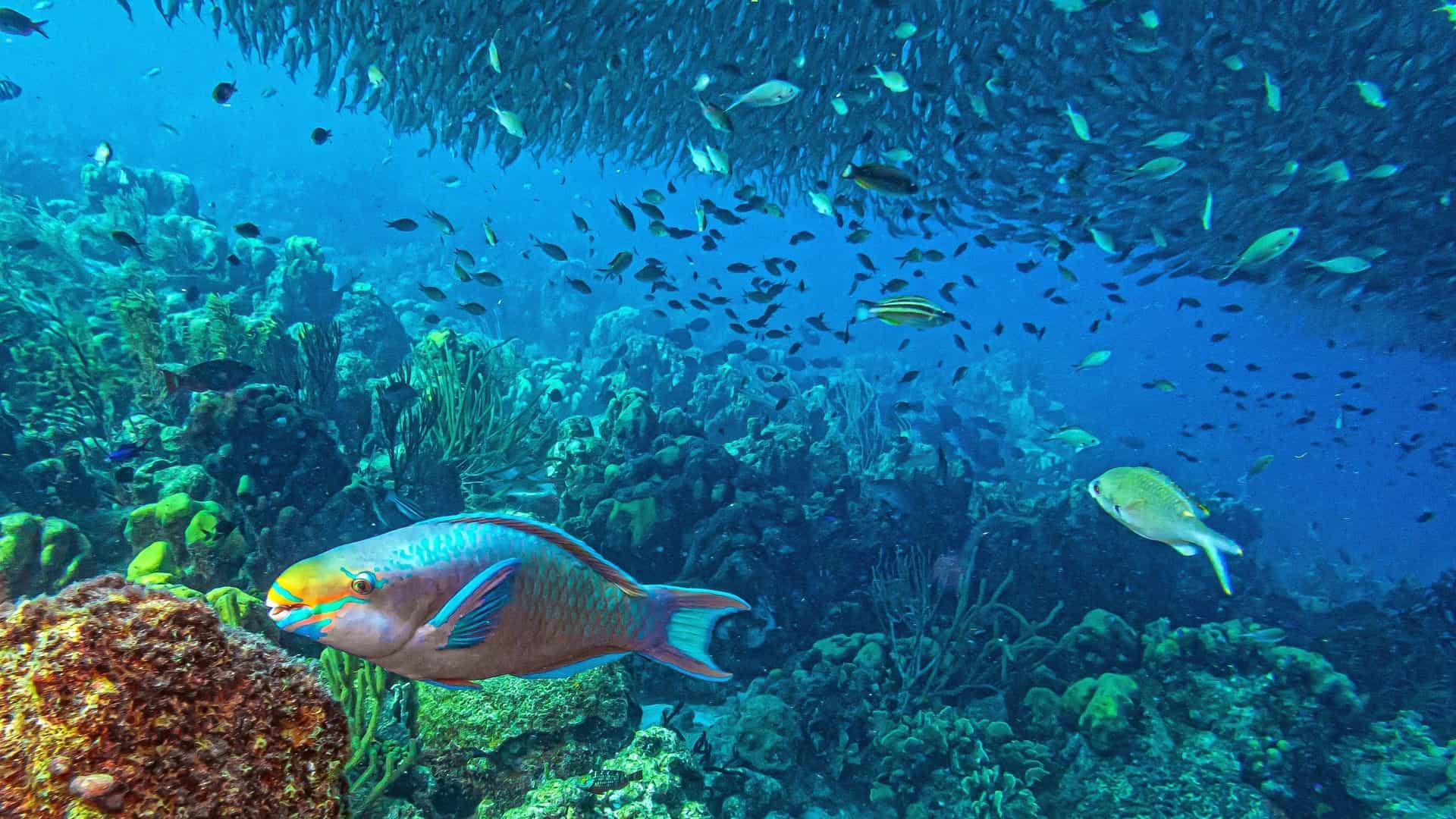 A vibrant underwater scene featuring a colorful parrotfish swimming near a coral reef beneath a massive, shimmering school of silver baitfish.