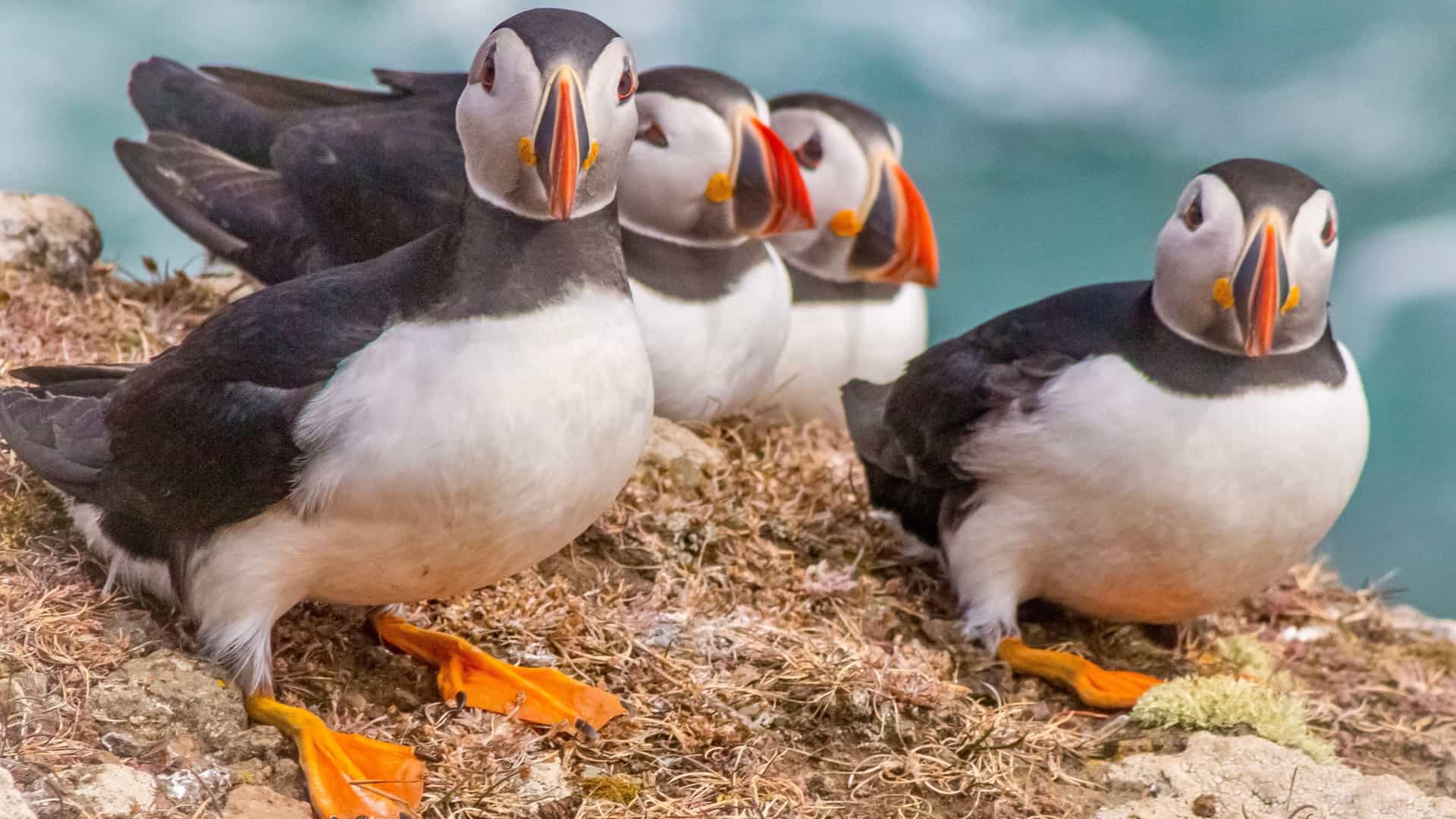 Three Atlantic puffins with bright orange beaks and feet stand on a cliffside on the Isle of Canna, Scotland.
