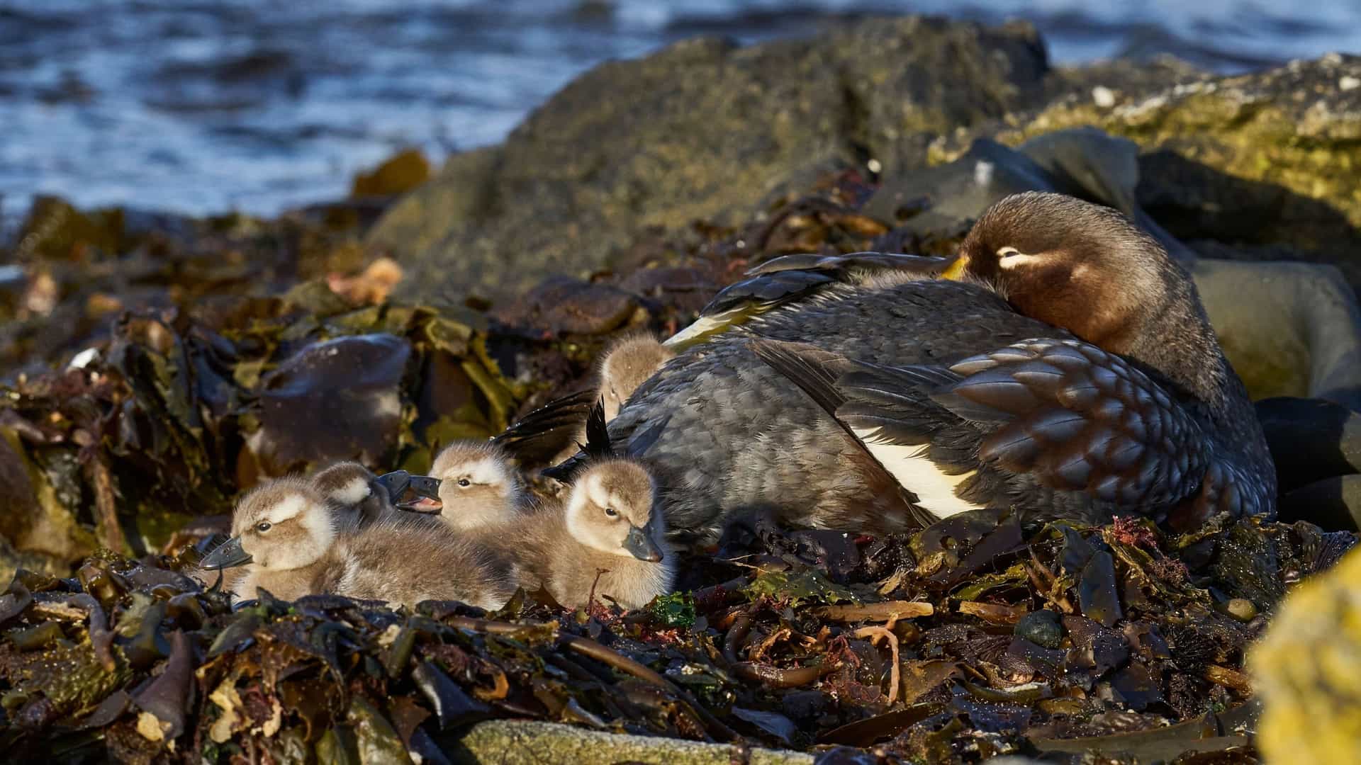 A cute family of flightless steamer ducks on Carcass Island, with a mother duck nestled in the seaweed and three fluffy ducklings resting beside her.