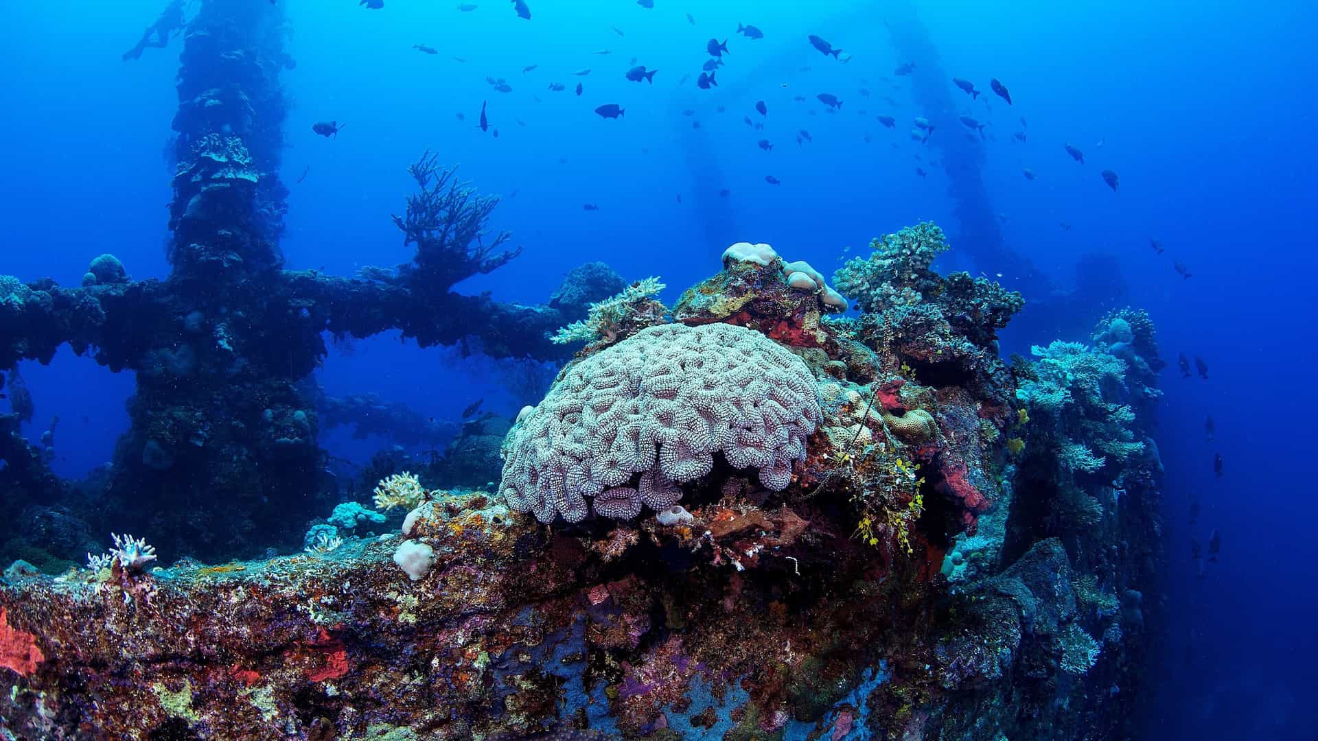 Coral and sea life thrive on a large, colorful sunken World War II shipwreck in Chuuk Lagoon, Micronesia.