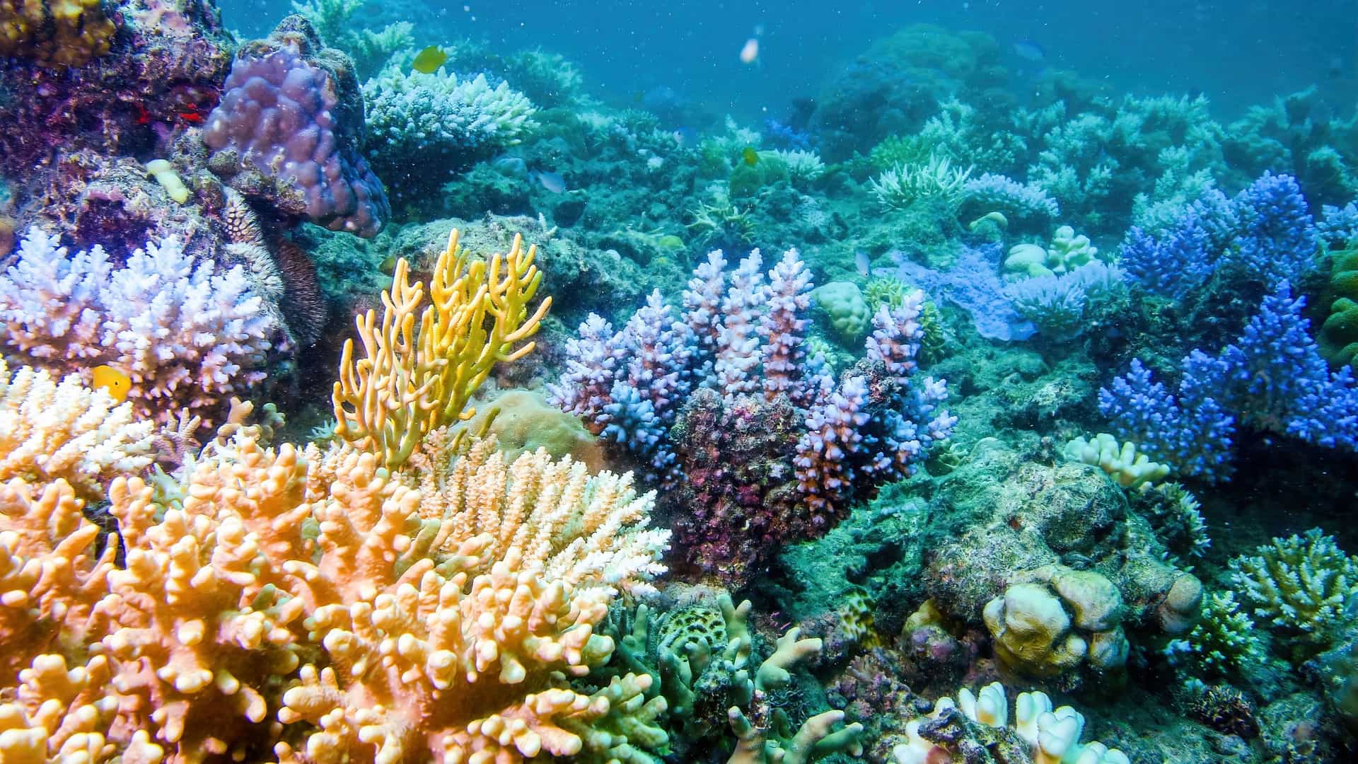 An underwater view of a vibrant and diverse coral reef in the Coral Sea, showcasing various species of colorful coral in shades of orange, yellow, and blue.