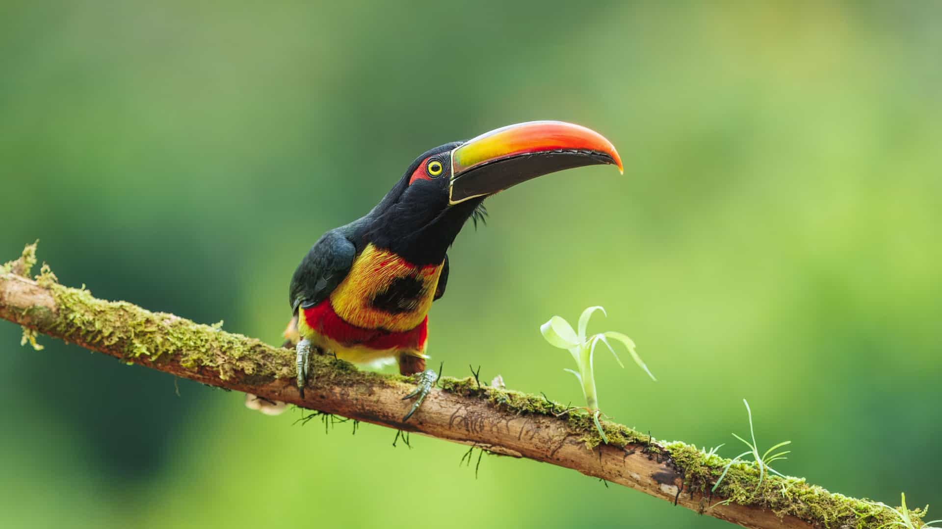 An exotic Collared Aracari toucan with a colorful beak and chest is perched on a mossy branch in Curu Wildlife Reserve, Costa Rica.