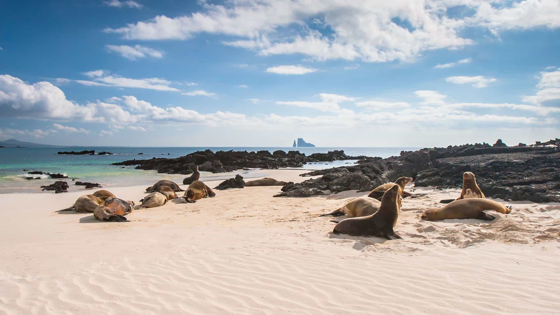 A serene beach scene on Genovesa Island in the Galapagos, where several sea lions are resting on the white sand, with volcanic rocks and turquoise water in the background.