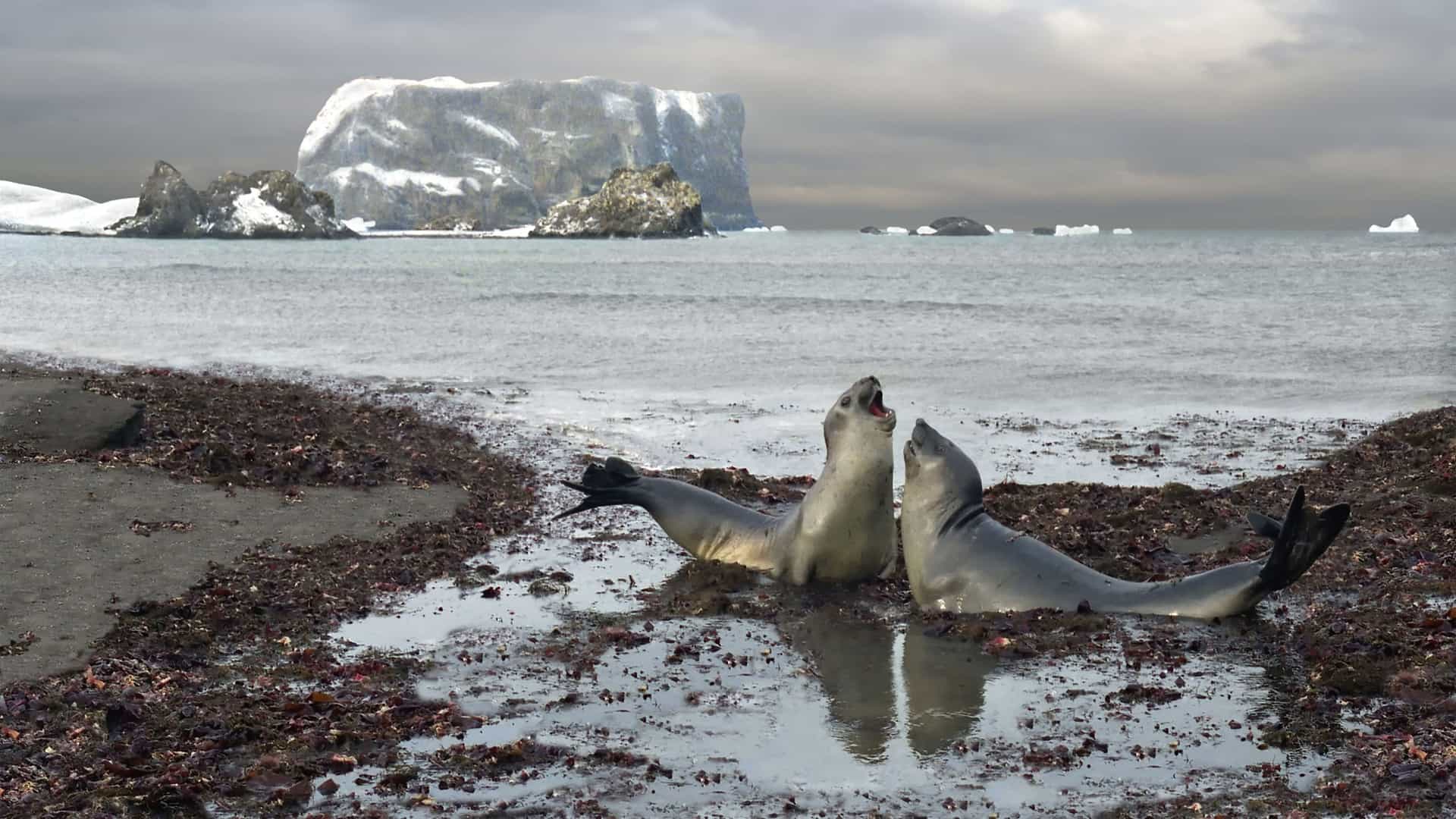 Two young elephant seals playing in a small pool of water on a beach covered in seaweed, with icebergs and a dramatic cloudy sky in the background of Drake Passage.