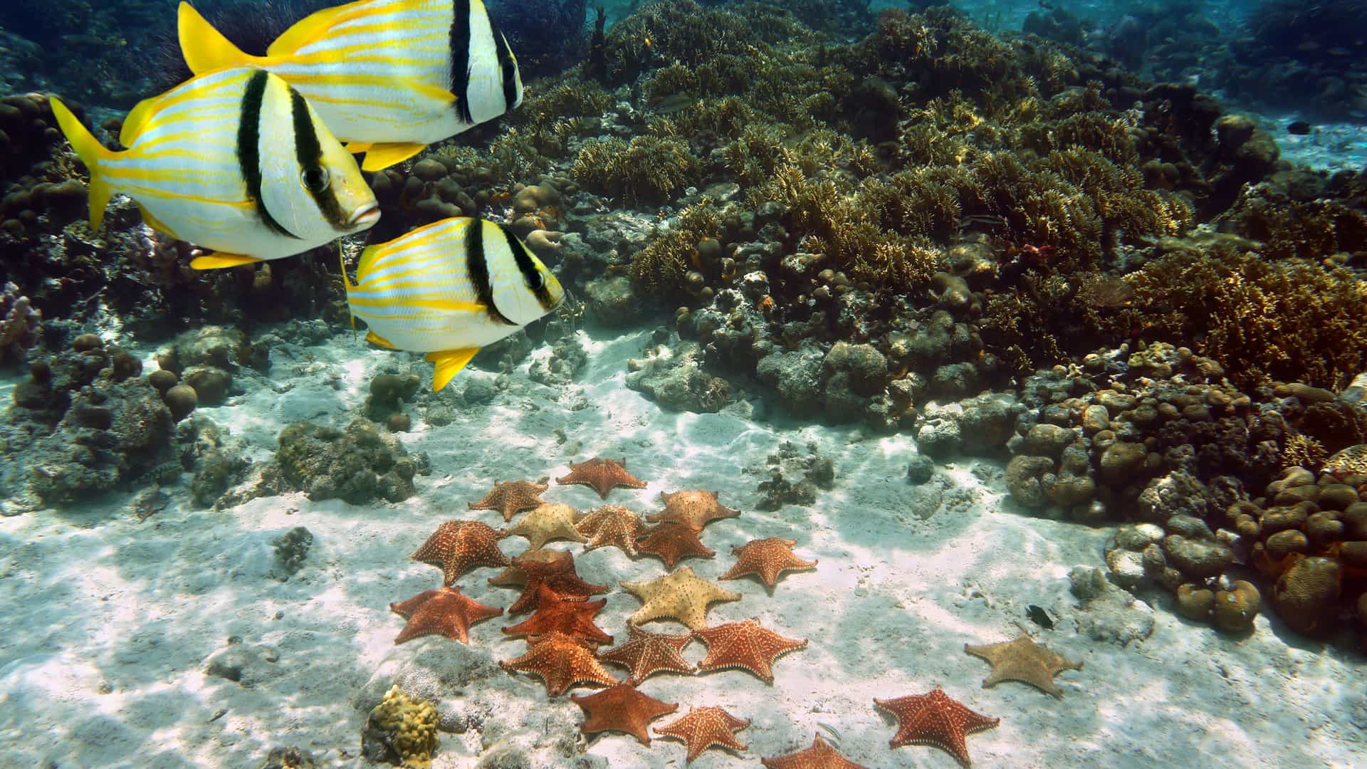 An underwater scene near Freeport, Bahamas, with two colorful striped fish swimming above a collection of starfish on the sandy ocean floor amidst coral reefs.