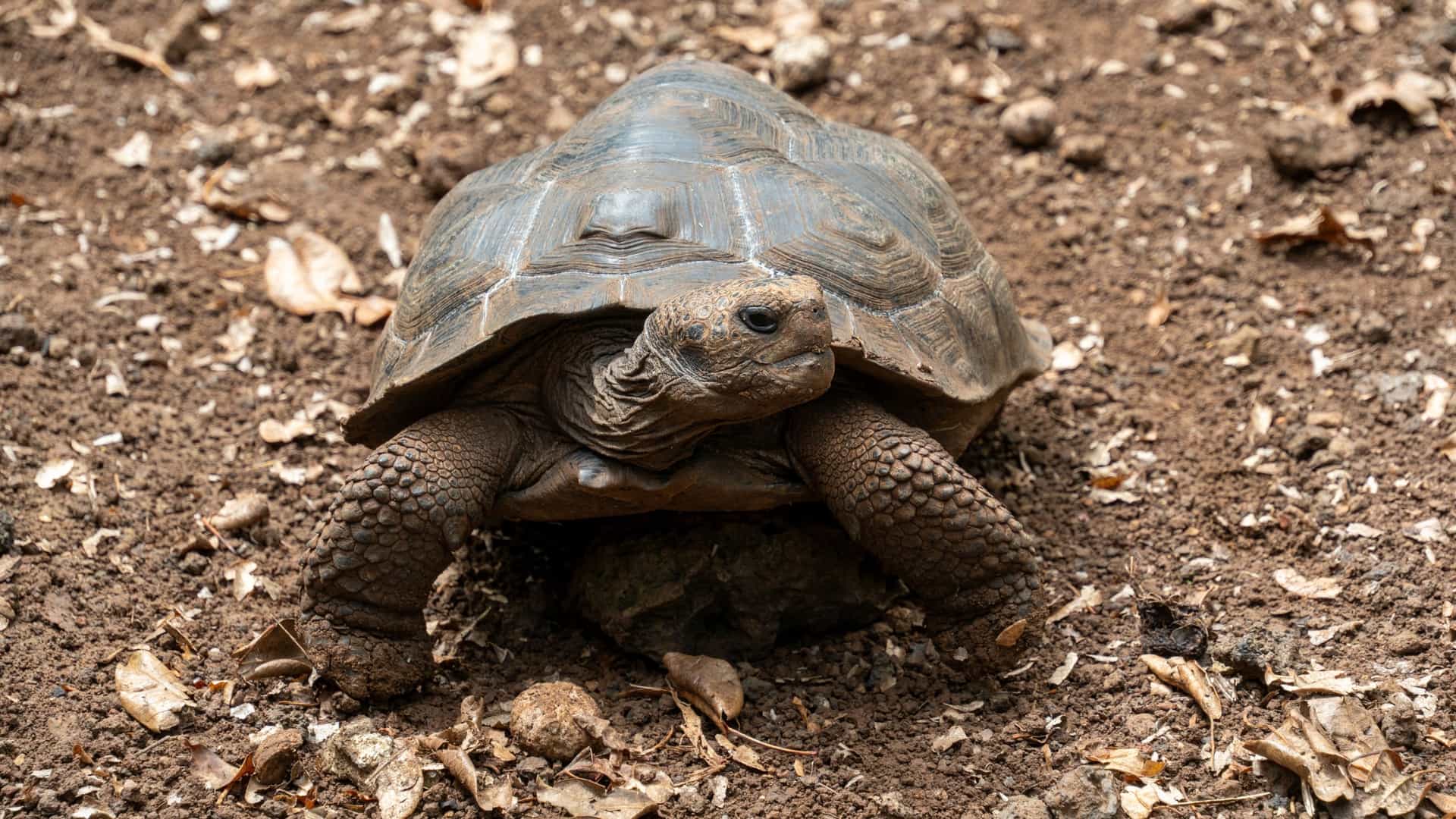 A close-up view of a large Galápagos Giant Tortoise (Chelonoidis) walking on the reddish-brown, dry soil at Galapaguera Cerro Colorado on San Cristobal Island, Ecuador.