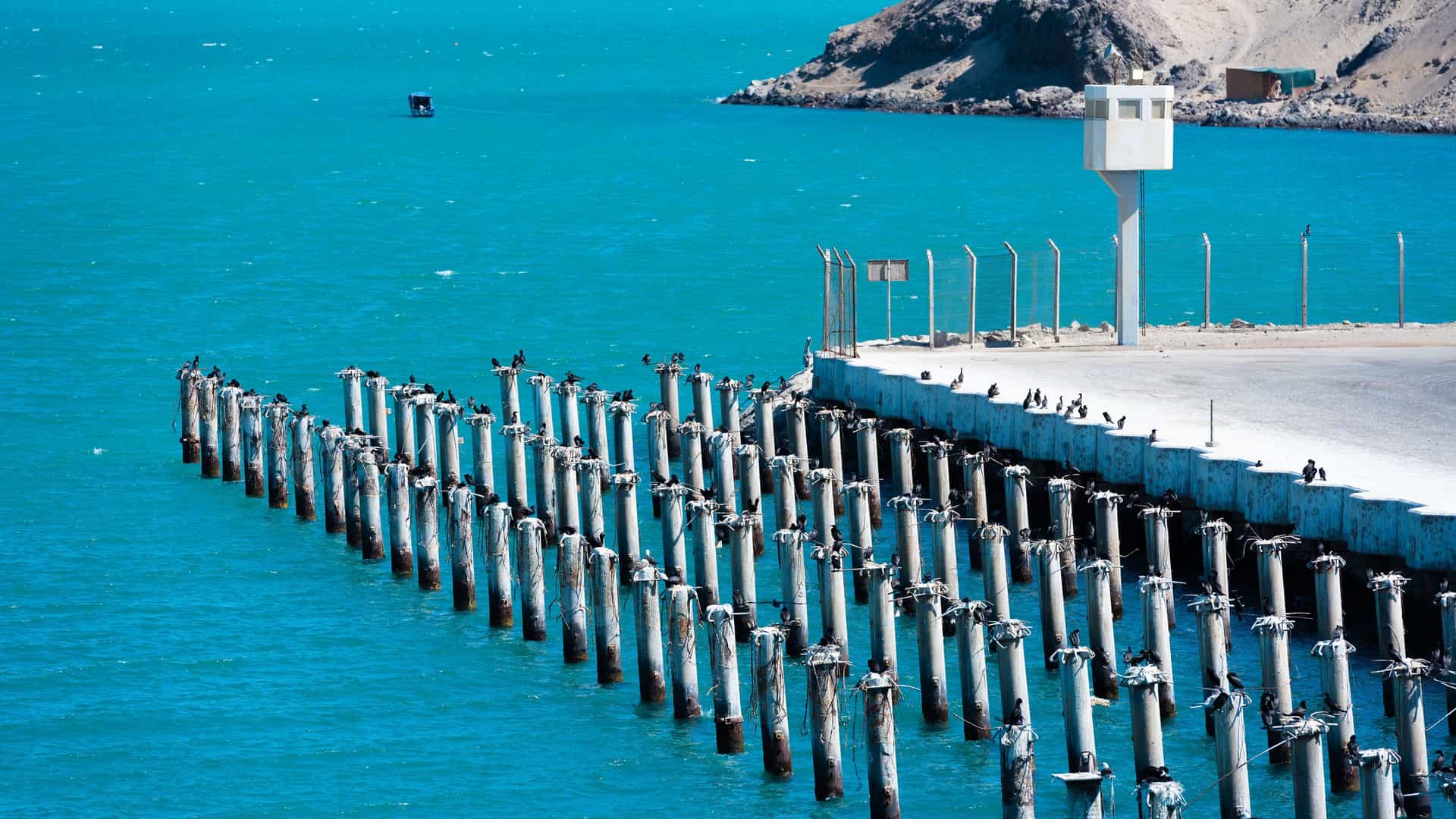 A large flock of Guanay cormorants perched on the wooden posts of a pier at General San Martin Port in Peru, with the turquoise ocean and a control tower in the background.