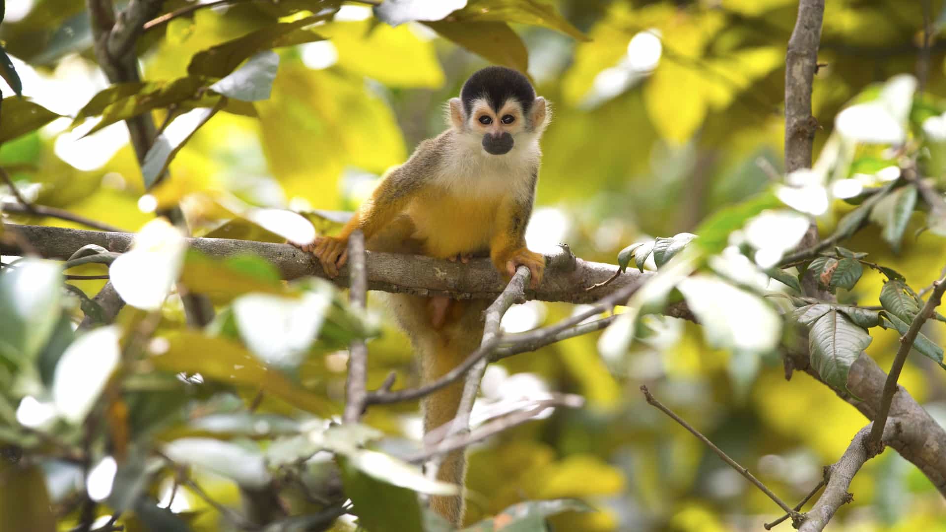 A close-up of a small, adorable squirrel monkey with a black cap and a light brown body, perched on a tree branch surrounded by lush, yellow-green leaves.
