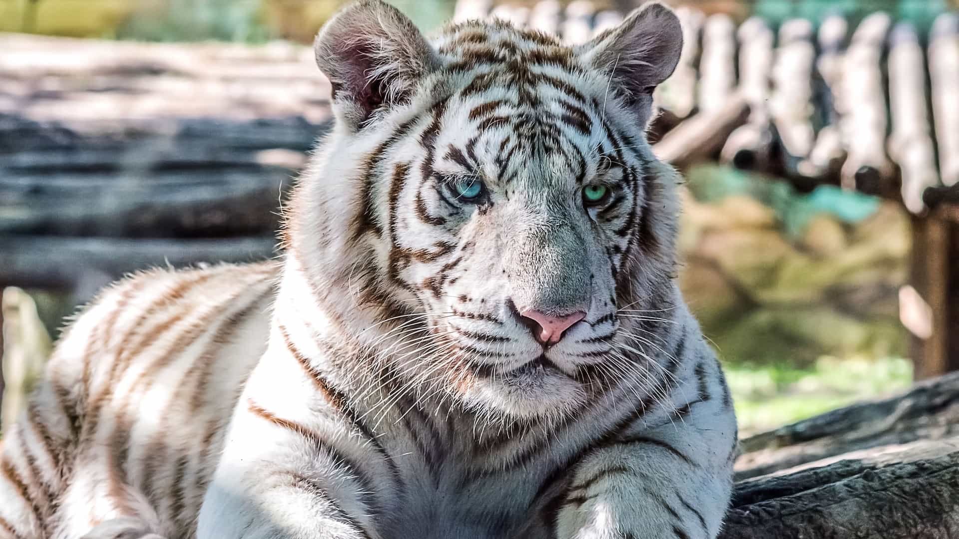 A close-up scene in Gonyu featuring a resting white tiger with pale fur and dark stripes, lying on a wooden surface, its blue and green eyes standing out against a backdrop of blurred logs and greenery.