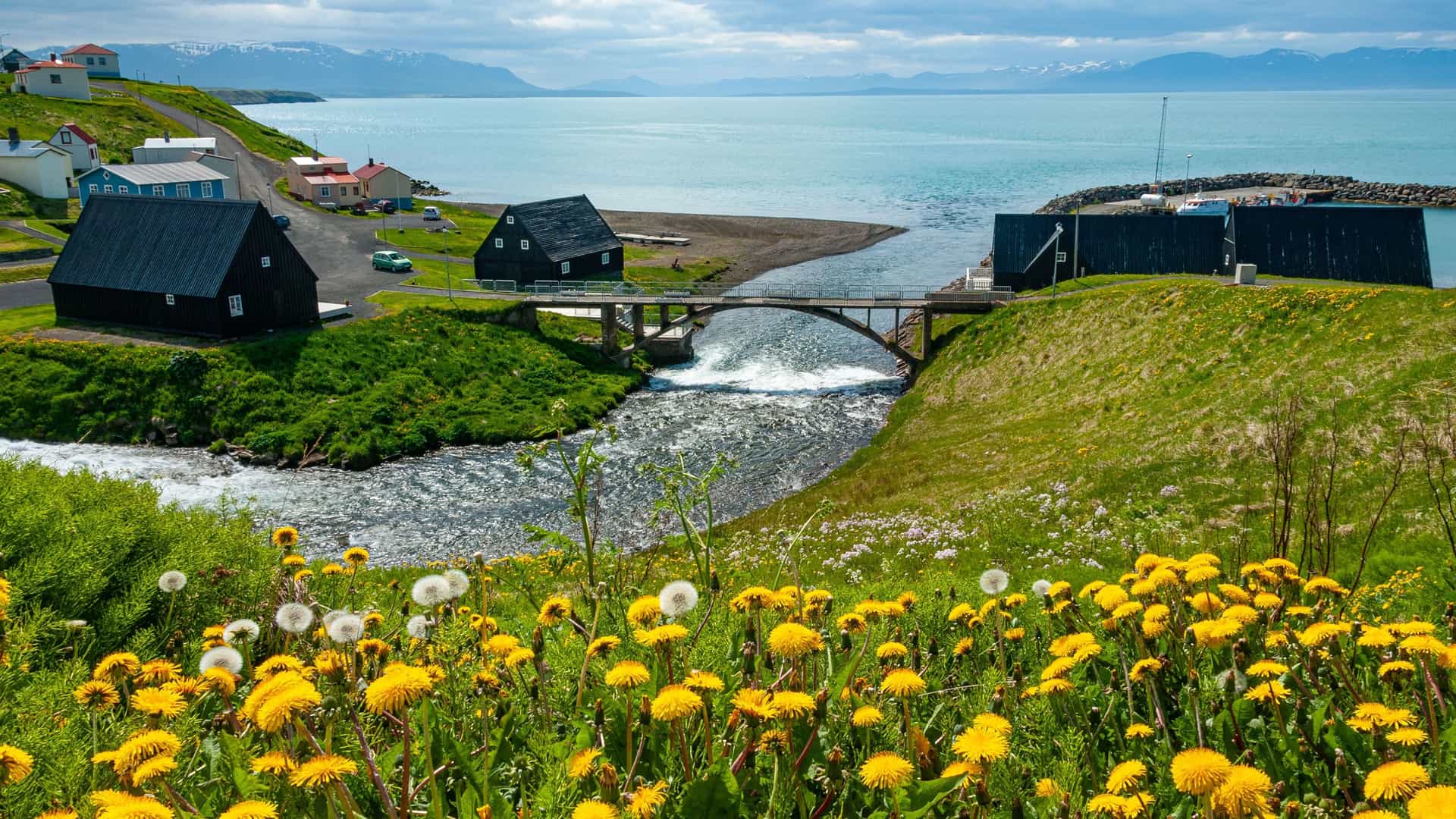 A panoramic shot of the scenic coastal town of Hofsos, Iceland, featuring a winding river flowing under a small stone bridge into a calm fjord. Yellow wildflowers bloom in the foreground with snow-capped mountains in the background.