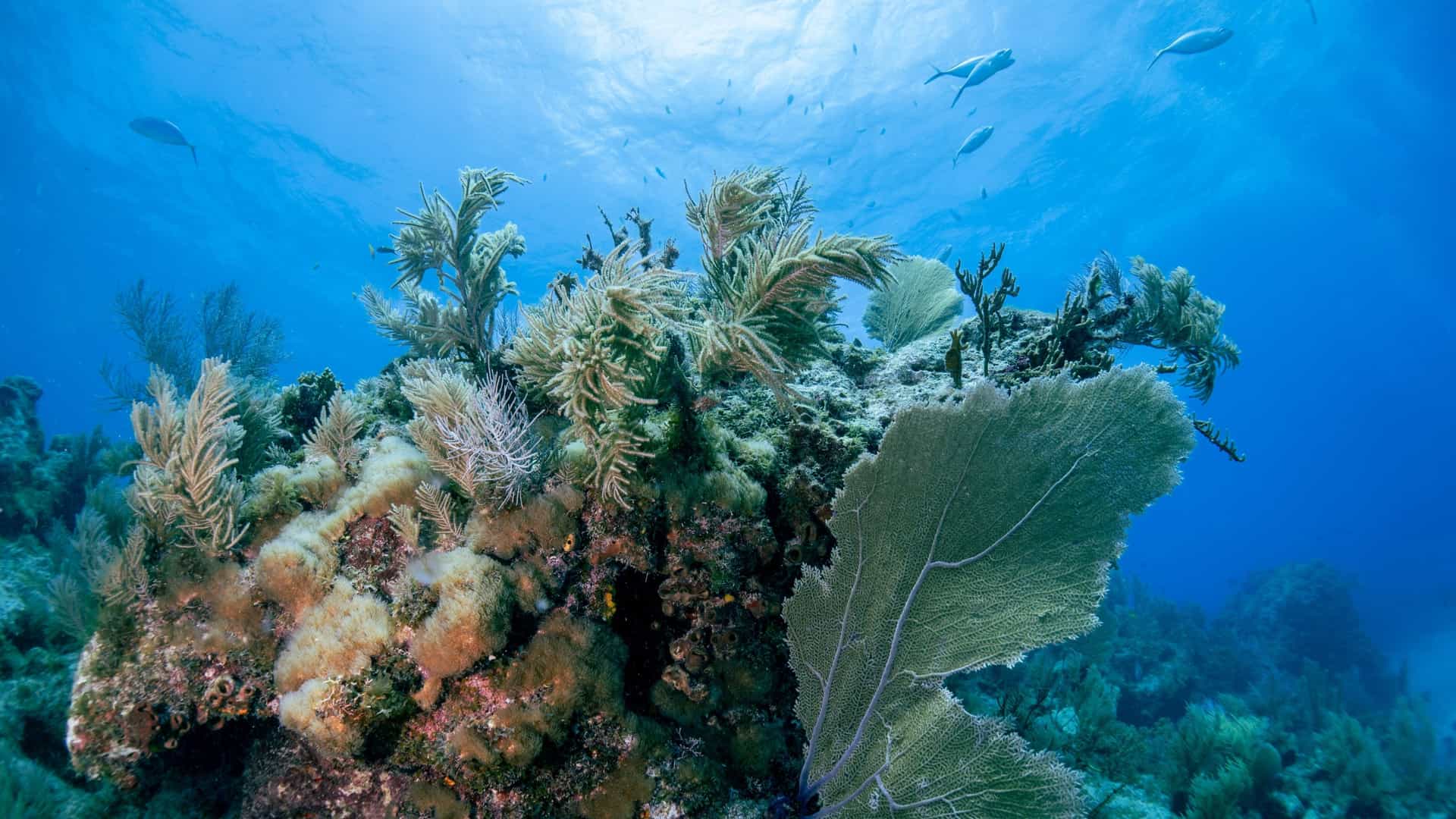 Underwater scene of a healthy coral reef ecosystem in the Holandes Cays, Guna Yala, Panama, featuring large sea fan corals, soft corals, and small fish swimming in the clear blue water above.