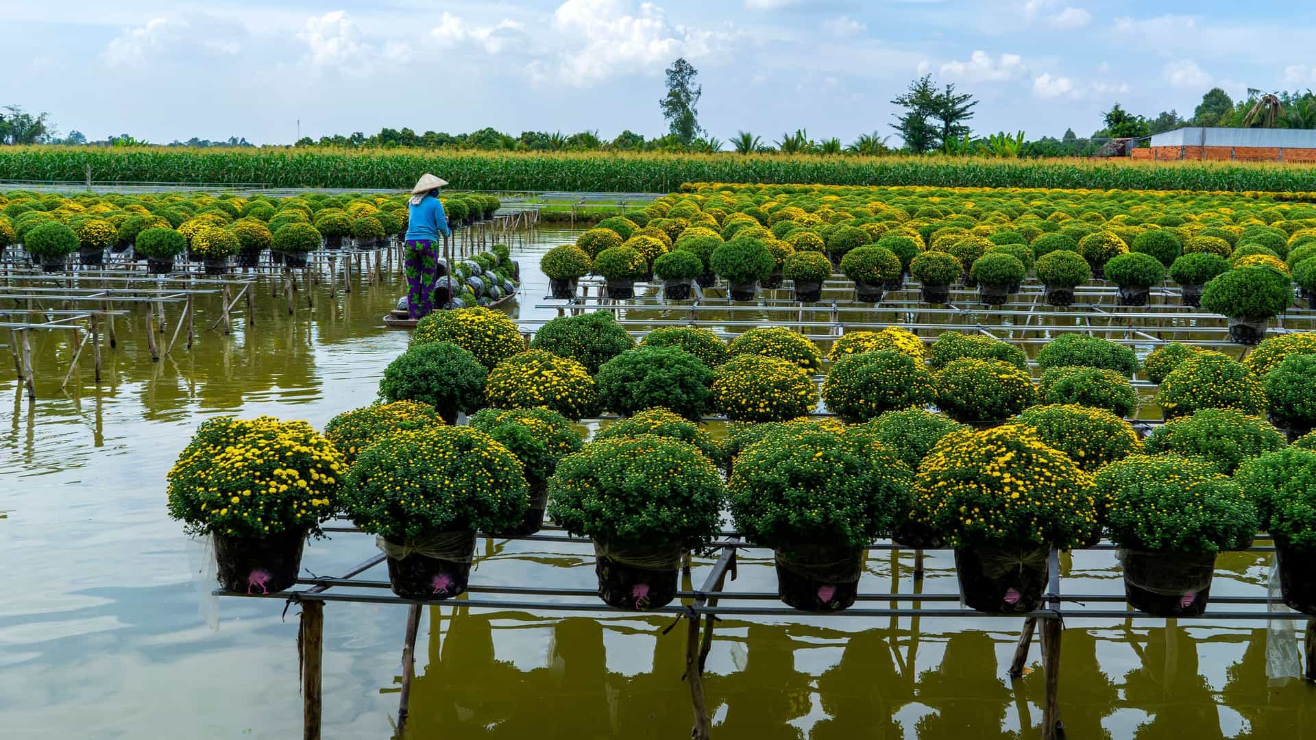 A wide shot of a flooded field in Hong Ngu, Vietnam, where a person in a conical hat tends to rows of potted yellow and green chrysanthemums.