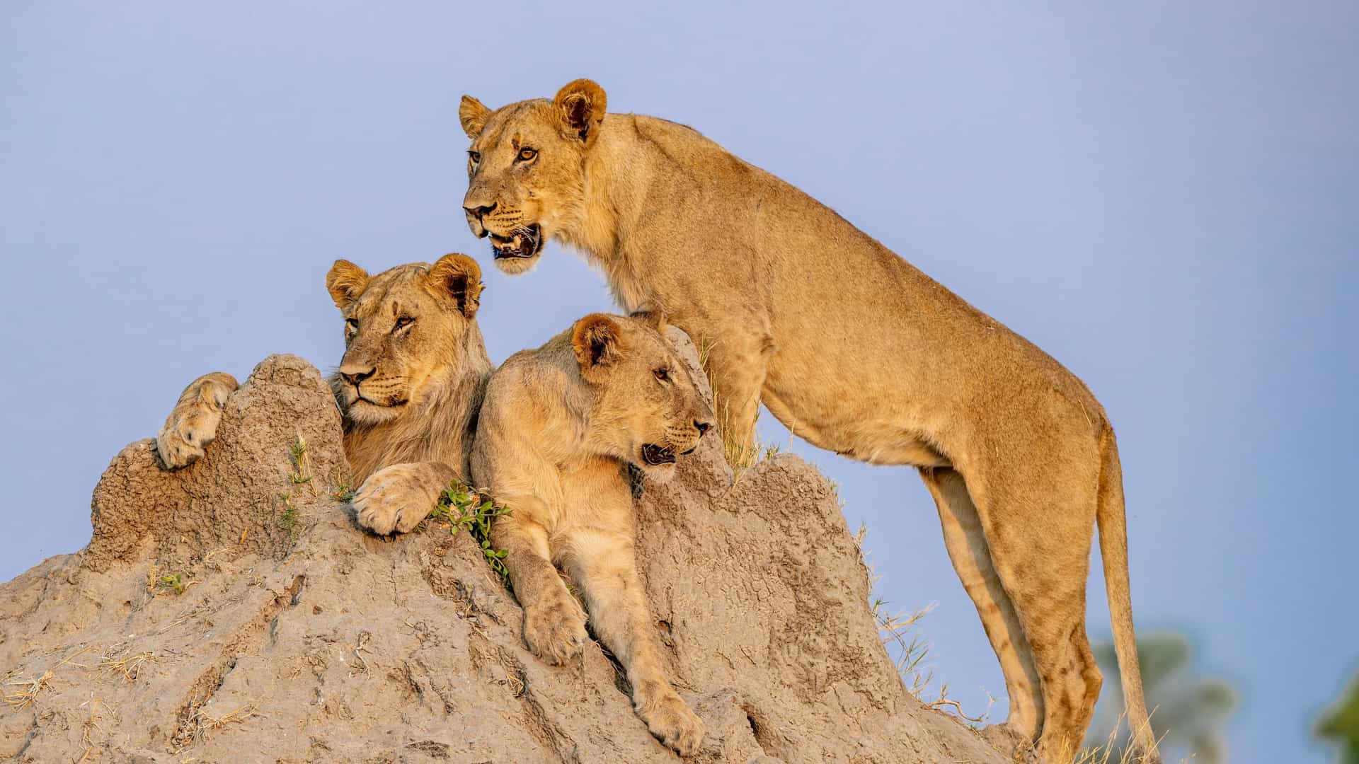 A savannah scene in Hwange with three lions perched on a large earth mound, two resting and one standing alert beneath a clear blue sky.