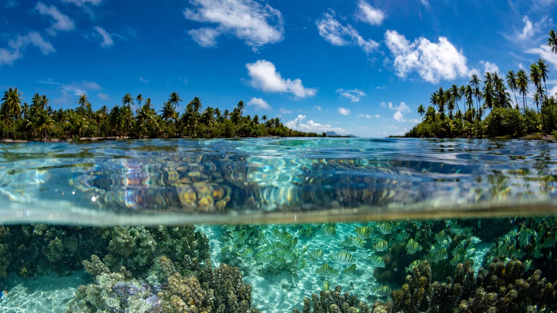 A breathtaking split-level view of the crystal-clear waters of Ile Lifou, showing a vibrant coral reef and fish below the surface and a tropical coastline with palm trees above the water.