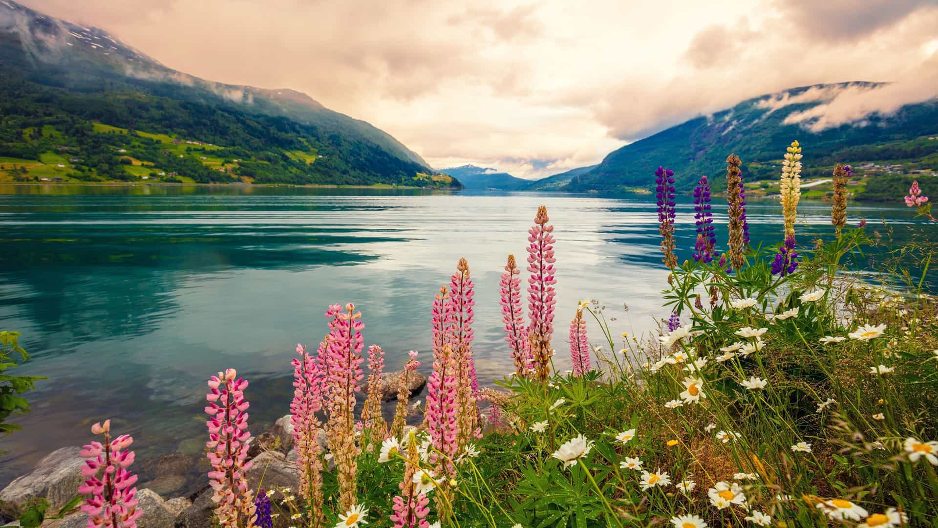 A scenic view of Innvikfjorden, Norway, with tall, colorful lupine and daisy wildflowers in the foreground and a tranquil fjord surrounded by mountains under a dramatic sky.