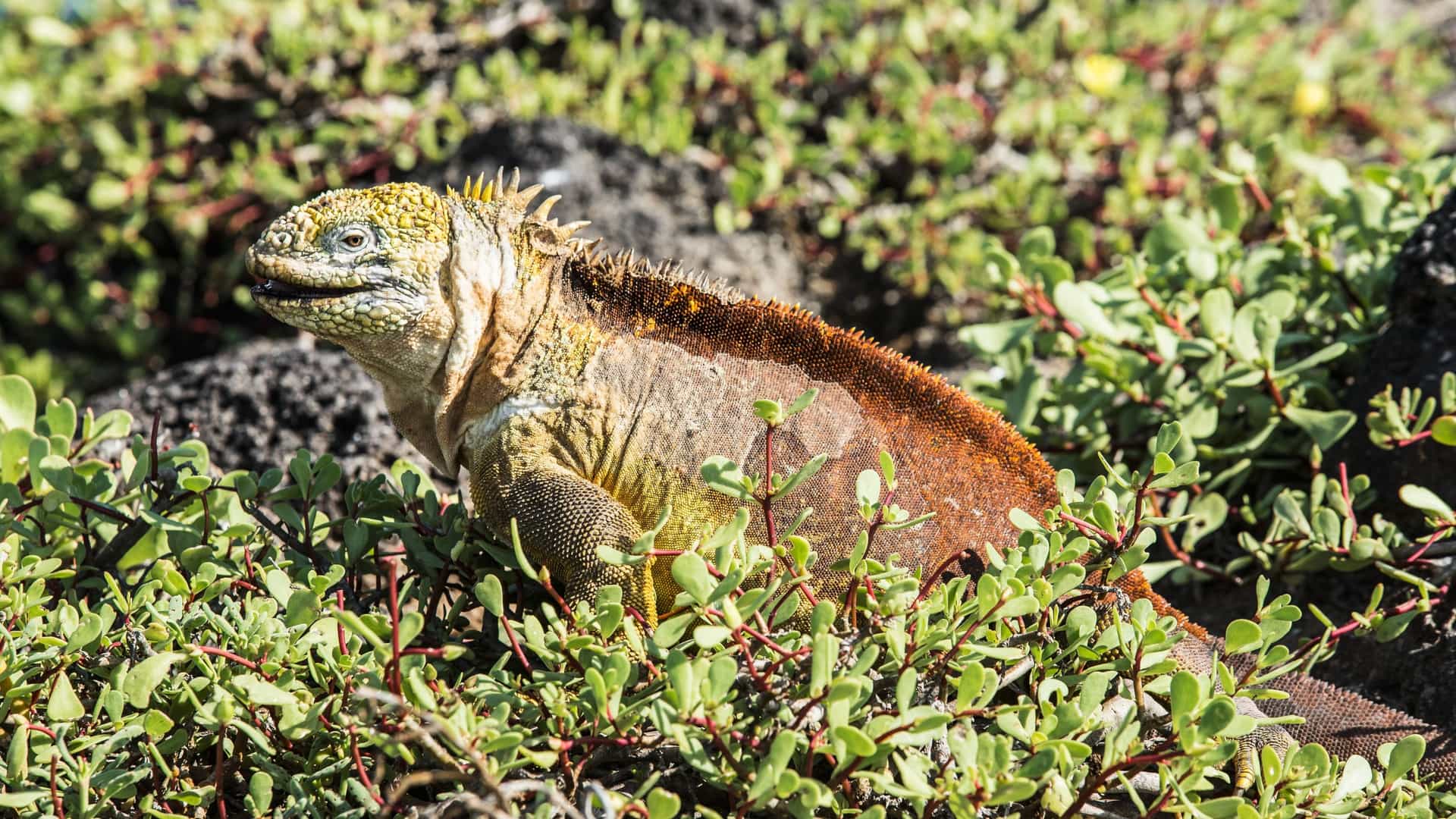 A Galápagos Land Iguana (Conolophus subcristatus) with a yellowish head and reddish-brown spiky back, resting among low-lying, green and reddish scrub vegetation on Isla Champion, Galápagos, Ecuador.