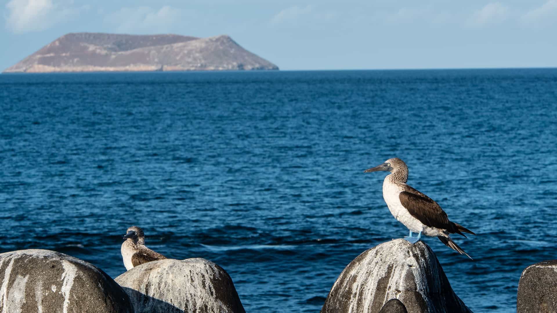 Two blue-footed boobies perched on a volcanic rock, a small island in the background, with the vast ocean stretching towards the horizon.