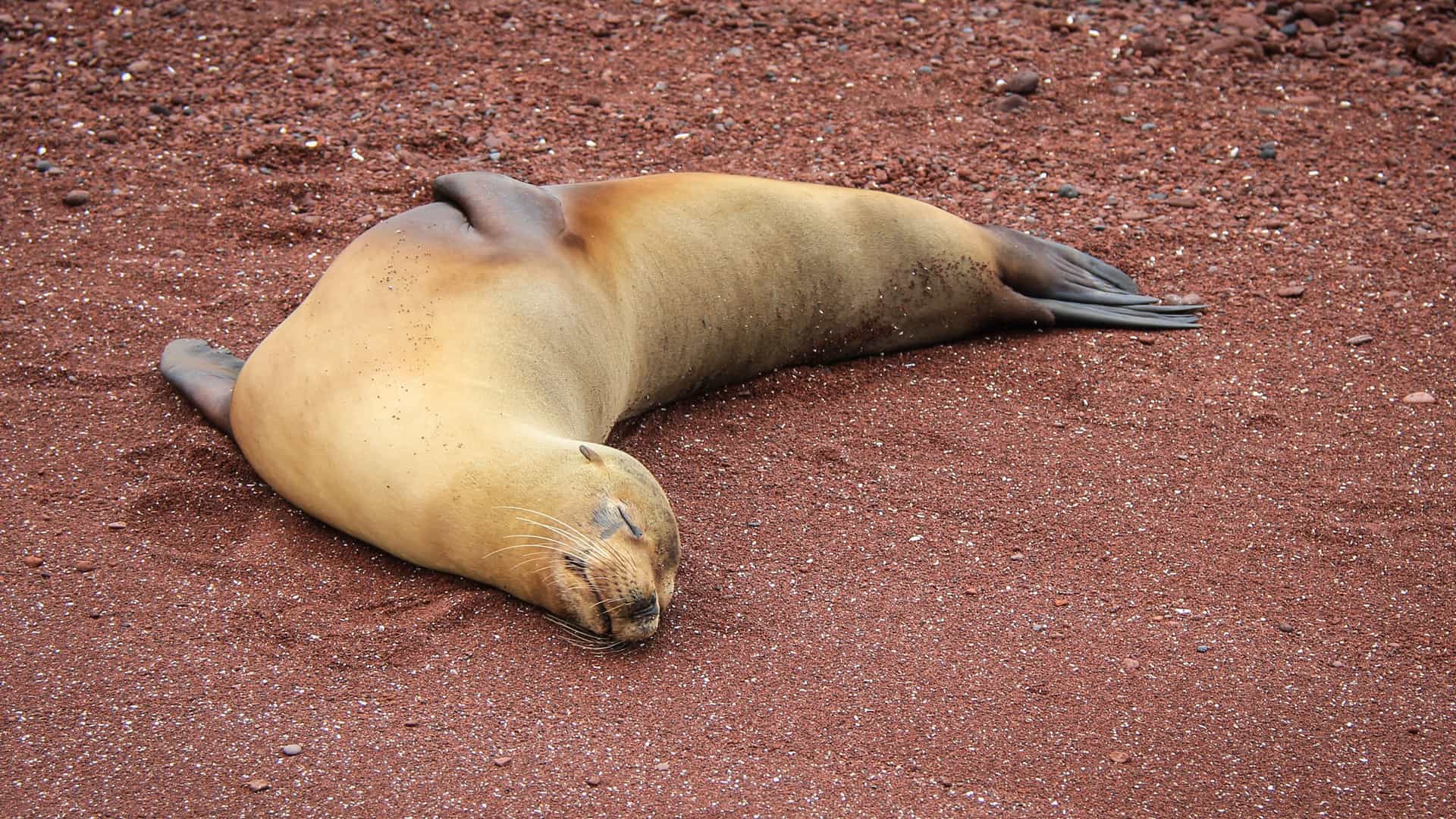 A relaxed sea lion peacefully sleeping on the unique reddish-brown sand of Isla Rábida in the Galapagos Islands.