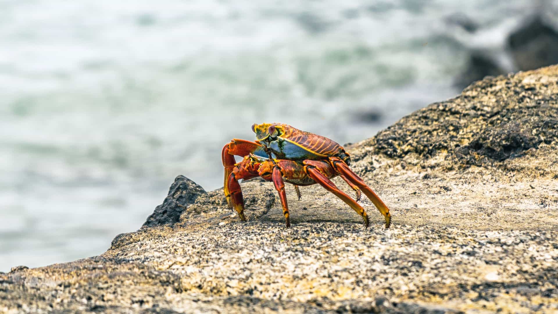 A close-up of a vibrant red and blue Sally Lightfoot crab, perched on a rock by the water at the Isla Santa Cruz ferry dock.