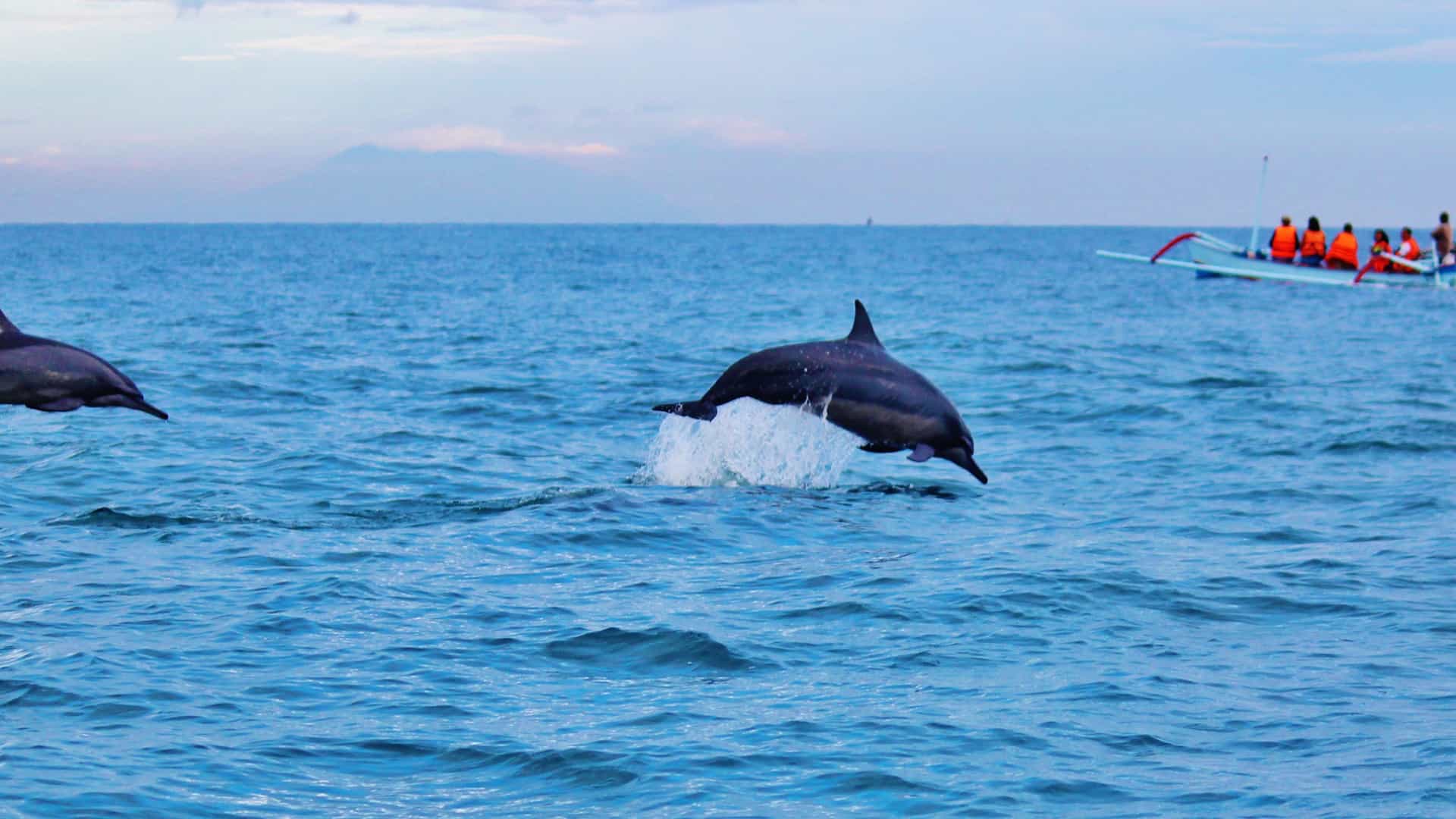 A pair of dolphins gracefully leaping out of the water, with a small boat carrying people watching in the distance, a beautiful ocean backdrop.