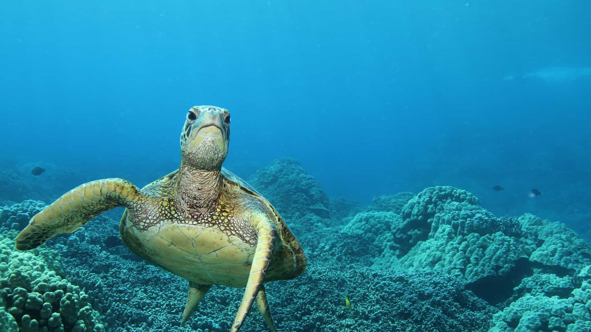 A stunning underwater close-up of a large green sea turtle swimming toward the camera, surrounded by coral reefs in the clear blue waters off Kailua-Kona, Hawaii.
