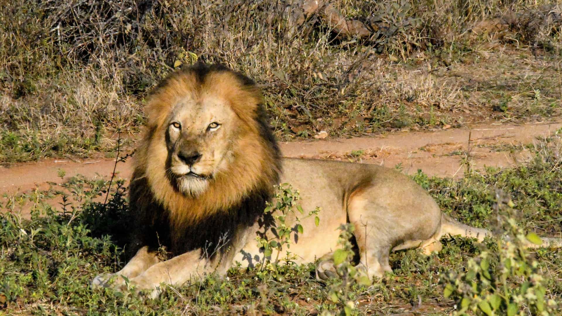 A mature male lion with a thick, golden and dark brown mane resting in the low scrub brush and dry earth of Kapama Private Game Reserve, South Africa, looking directly toward the viewer.
