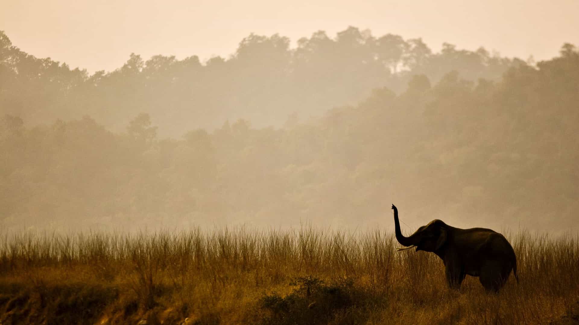 A lone elephant with its trunk raised, silhouetted against a hazy, orange-toned sky at sunset in a tall grassy field at Khushbagh.