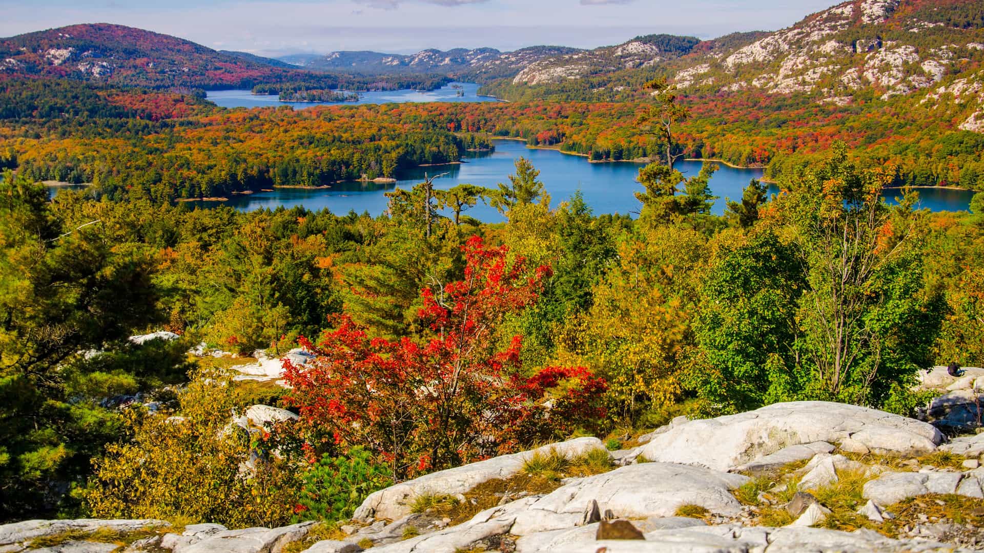 A panoramic view of the vibrant autumn foliage in Killarney Provincial Park, Ontario, with colorful trees surrounding a series of serene blue lakes and pink granite mountains. 