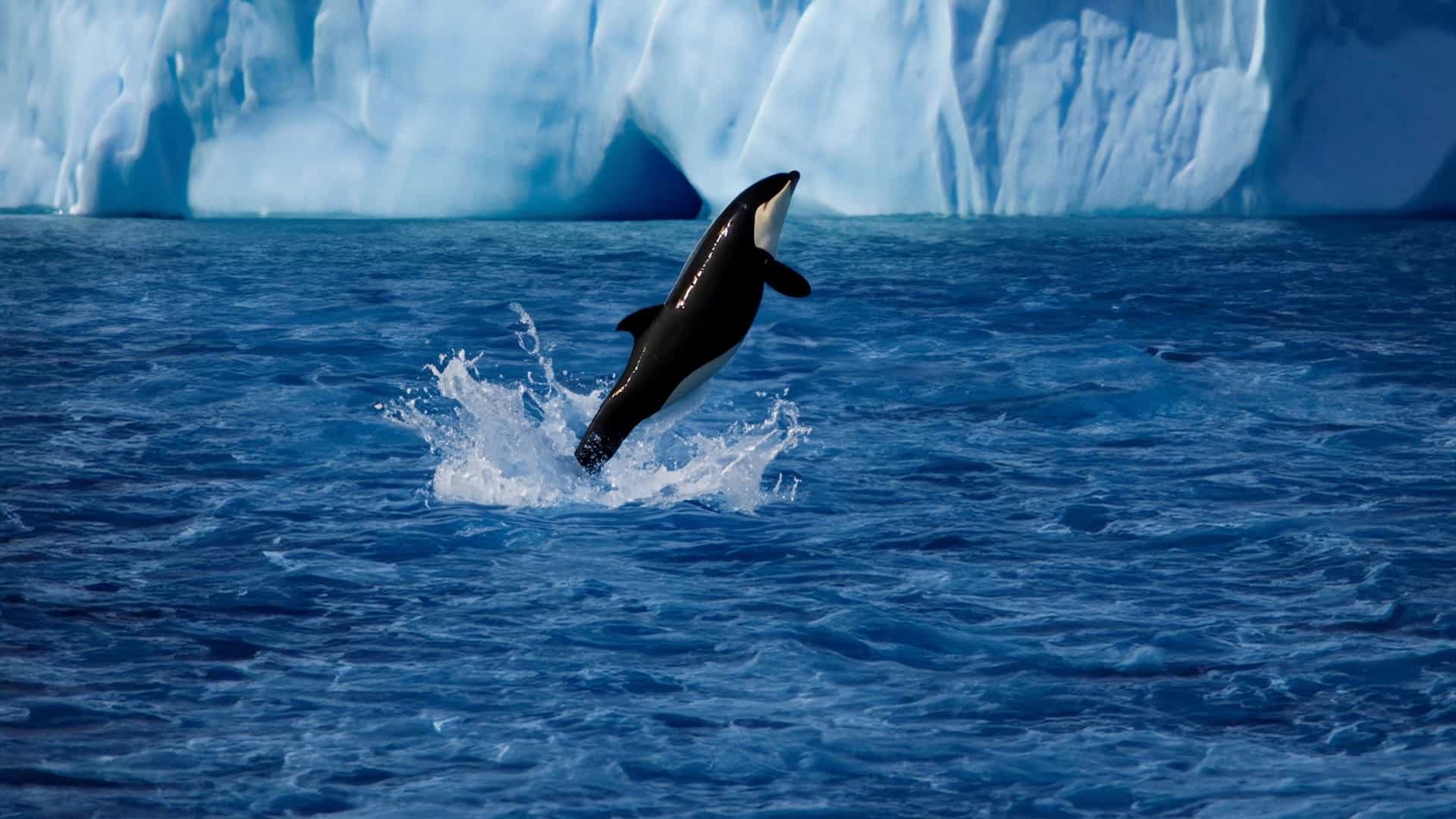 A dramatic polar scene in Kronprinsen Ejland with a killer whale leaping from deep blue water in front of a towering iceberg, the splash and icy backdrop emphasizing the power and scale of the moment.