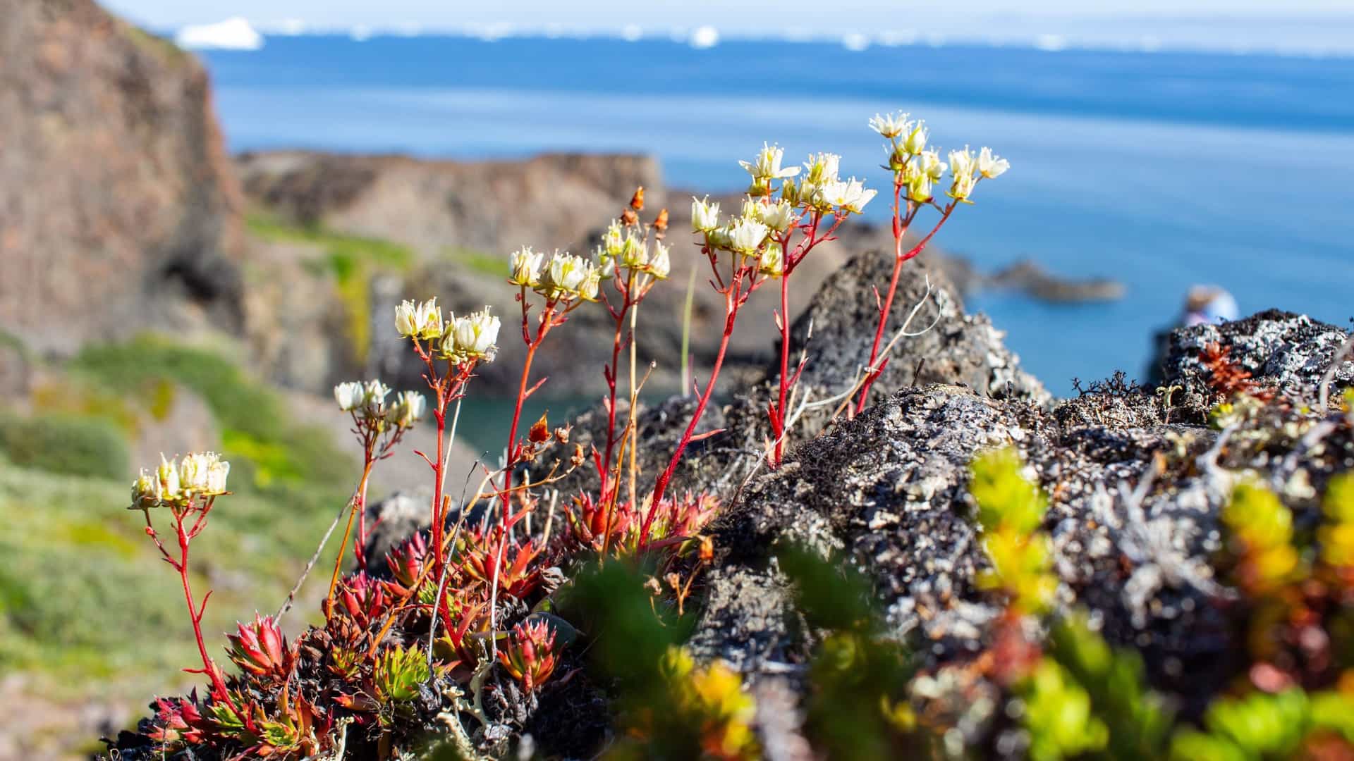A close-up of Kuannit flowers, also known as Greenlandic Angelica, blooming on a rocky cliff overlooking the ocean with icebergs in the distance.