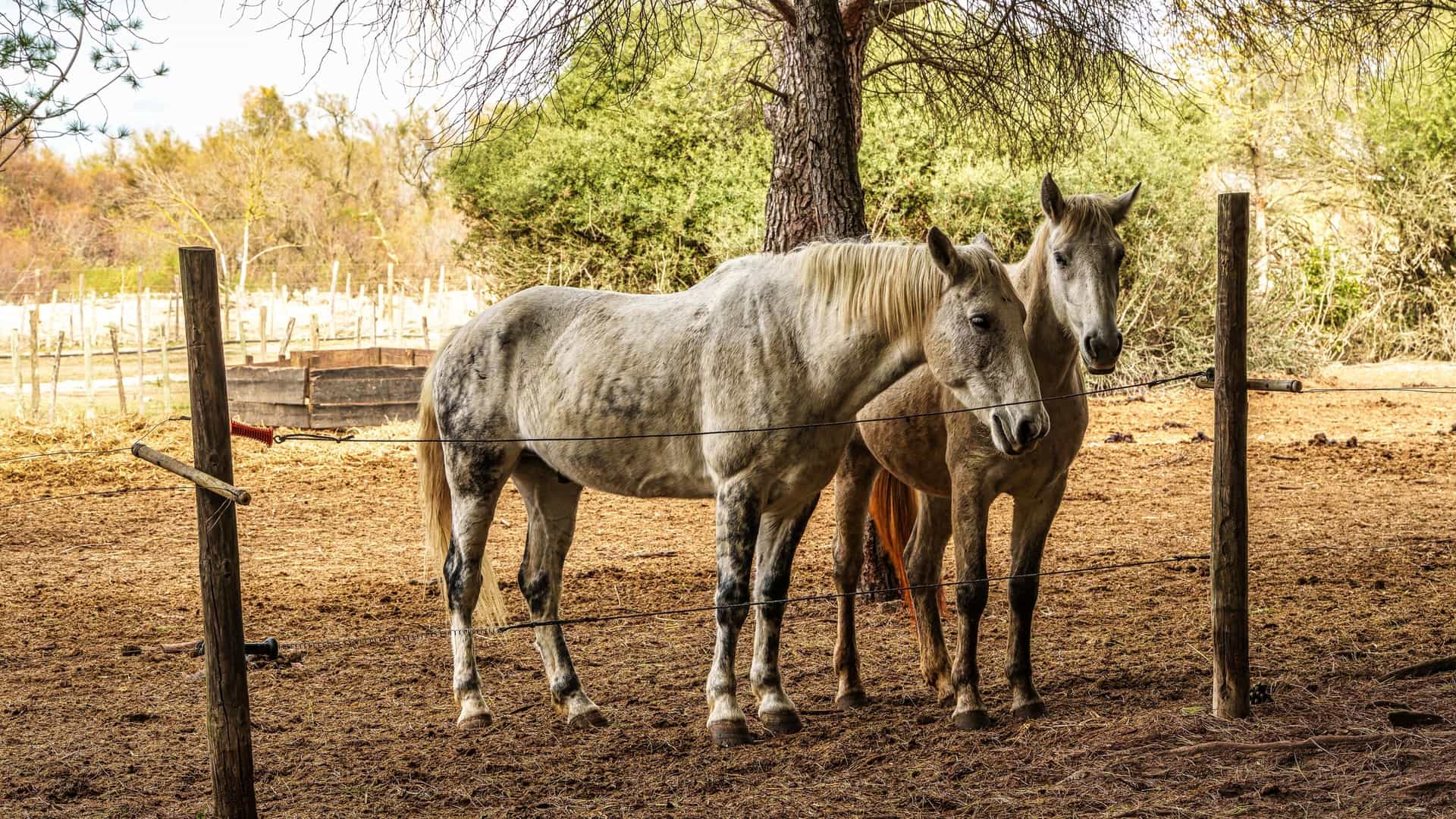 Two Camargue horses stand side-by-side in a dry, fenced corral in La Camargue, France. The horse on the left is mostly white with a golden mane, and the horse on the right is light brown, both standing near a bare-branched tree in the center.
