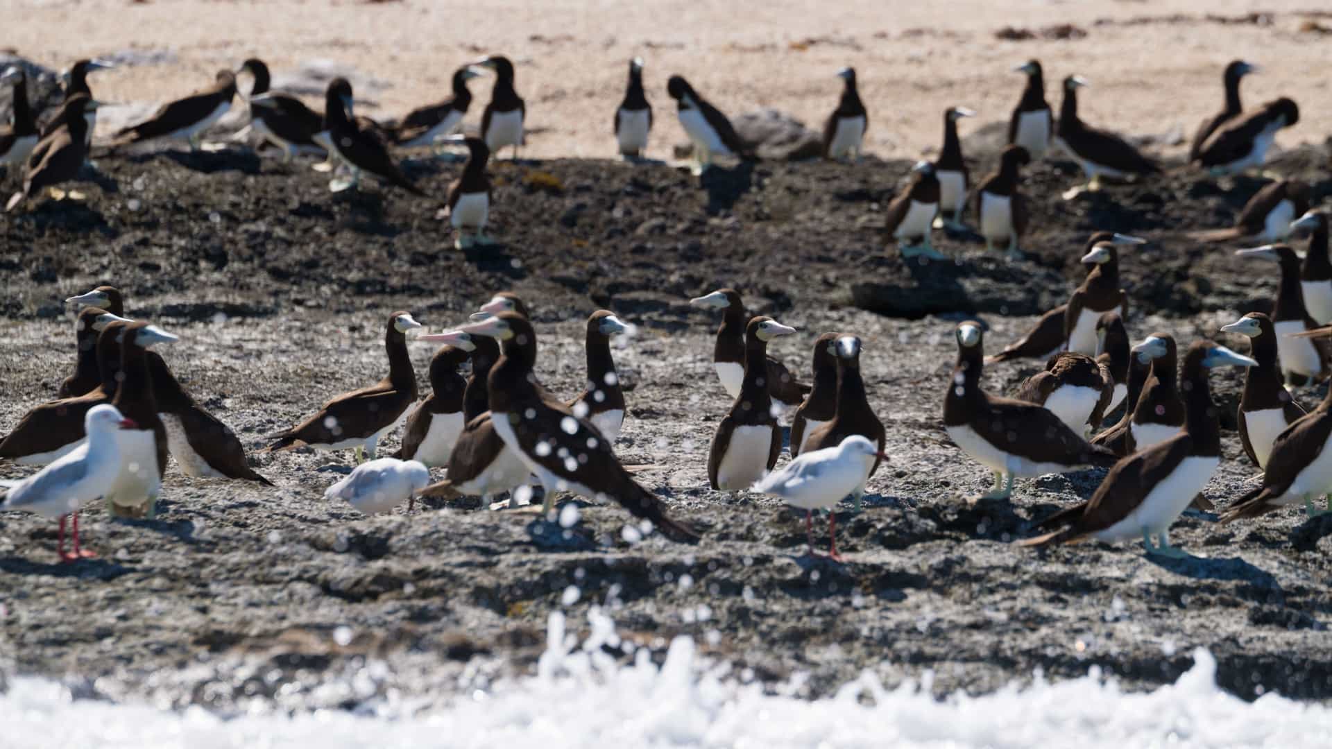 A group of seabirds, including brown boobies and seagulls, standing on a rocky beach with waves crashing in the foreground on the Lacépède Islands.