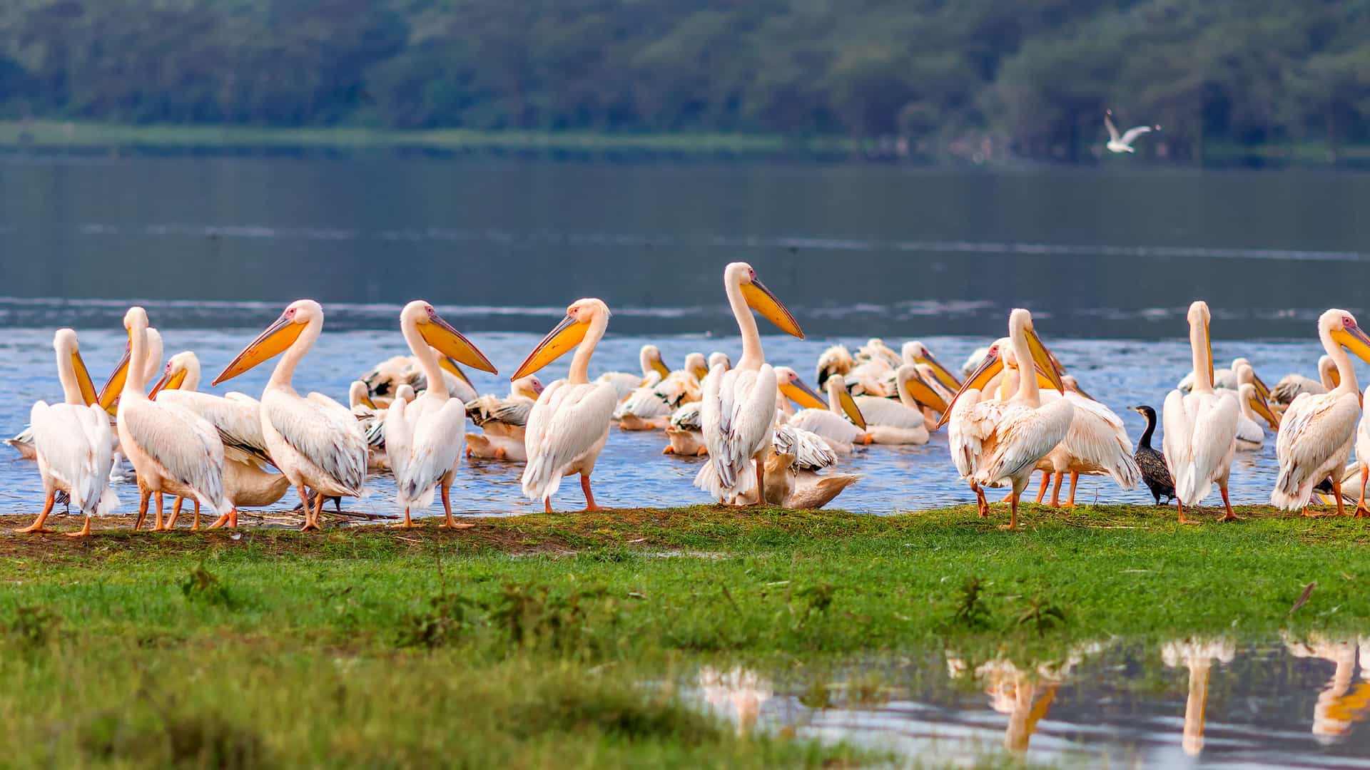 "A close-up of a large flock of Great White Pelicans with their reflections visible in the water, gathered along the grassy shore of Lake Nakuru in Nakuru National Park, Kenya.  "
