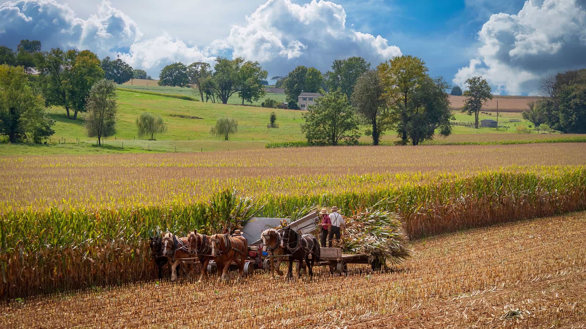 "A pastoral scene in Lancaster, Pennsylvania, showing an Amish family harvesting corn with a horse-drawn wagon in a field, with rolling green hills and a farm in the distance.  "