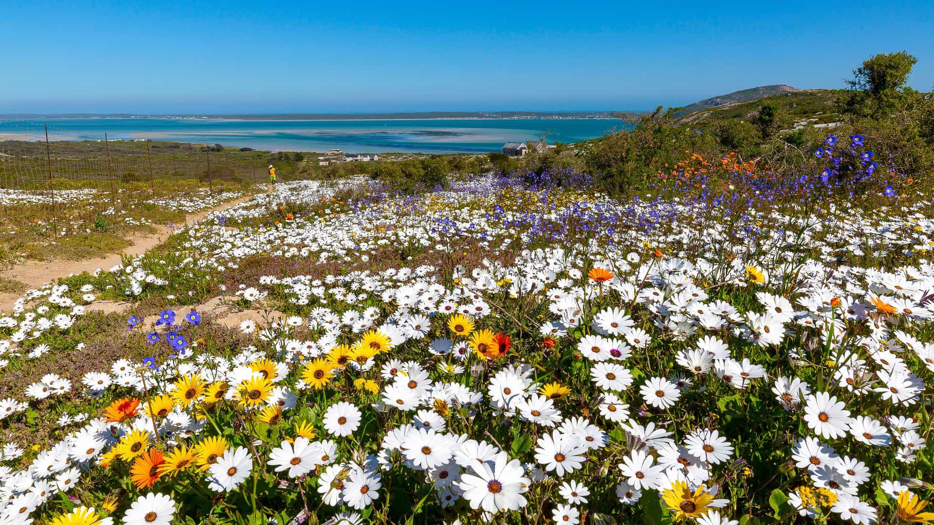 A panoramic landscape of vibrant spring wildflowers blooming on a hillside overlooking the tranquil turquoise waters of Langebaan Lagoon in South Africa.