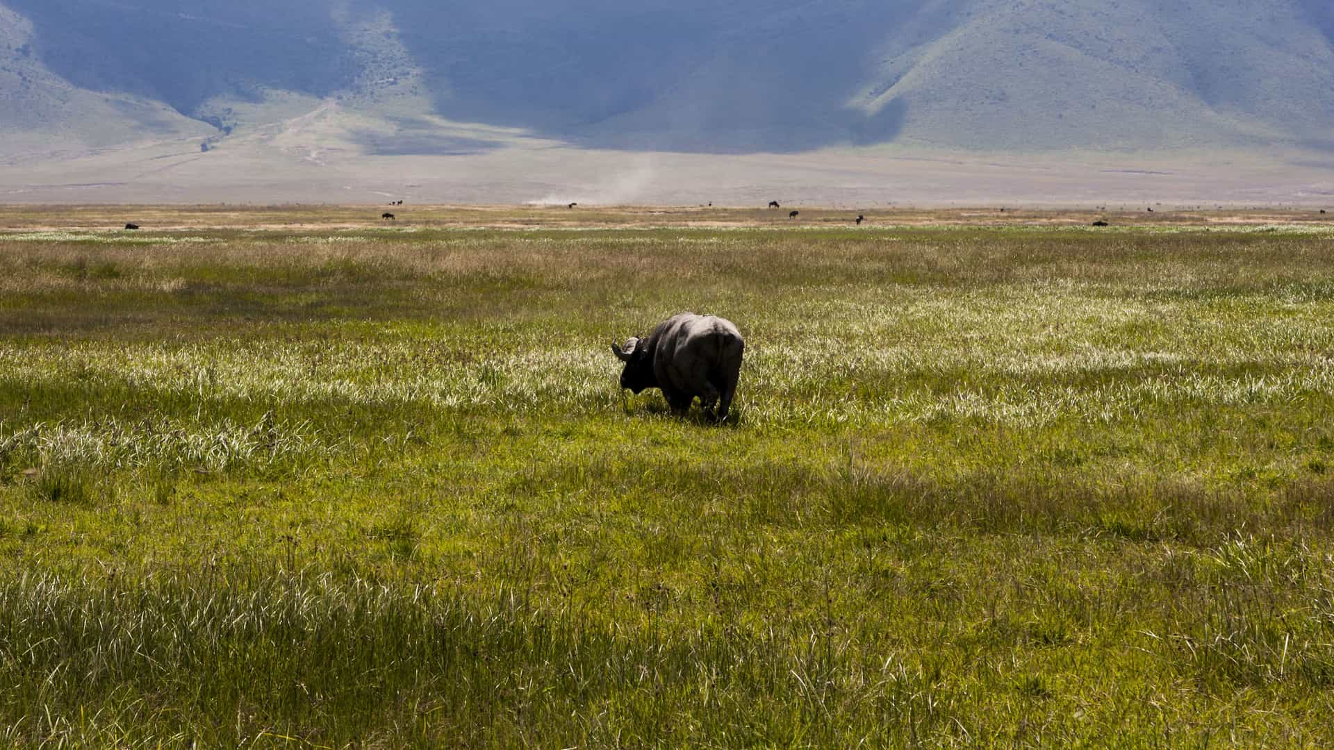 "A solitary Cape buffalo grazing in the expansive grassy plains of the Makalali Private Game Reserve in South Africa, with rolling hills in the distant background.  "