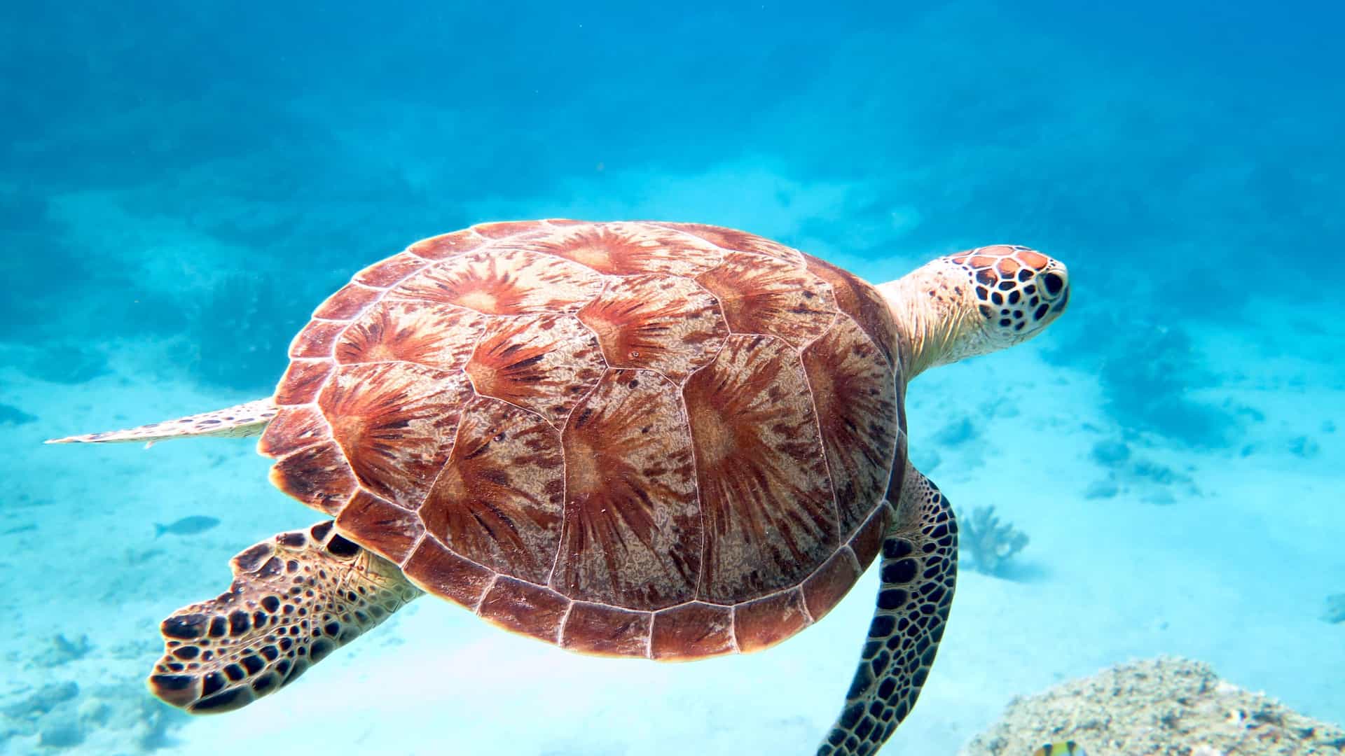 A large sea turtle with a beautiful patterned shell swims gracefully in the crystal-clear blue waters off the coast of Mayotte-Mamoudzou.