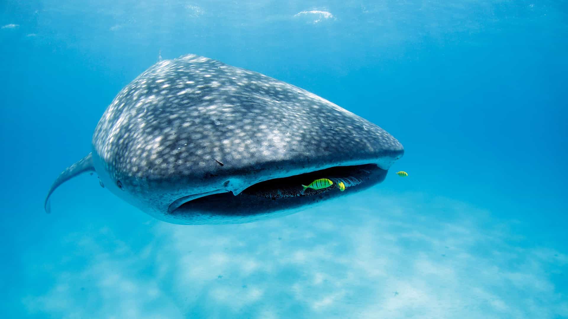 A massive whale shark, the largest fish in the world, swims through the clear blue ocean near Mbili Island, its mouth open as small fish swim close by.