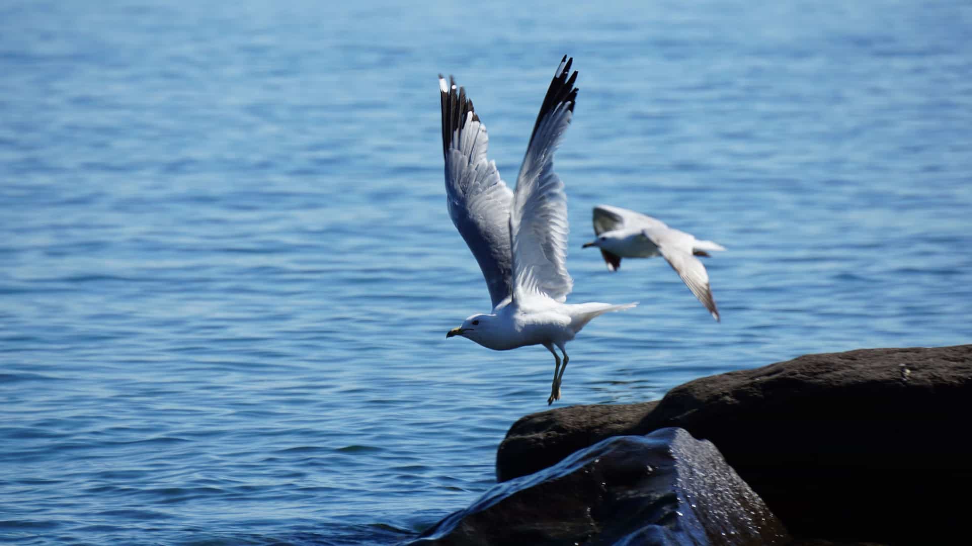 Two seagulls fly low over the water, one preparing to land on a rock, in the sunlit waters of the Mcgarvey Shoal.