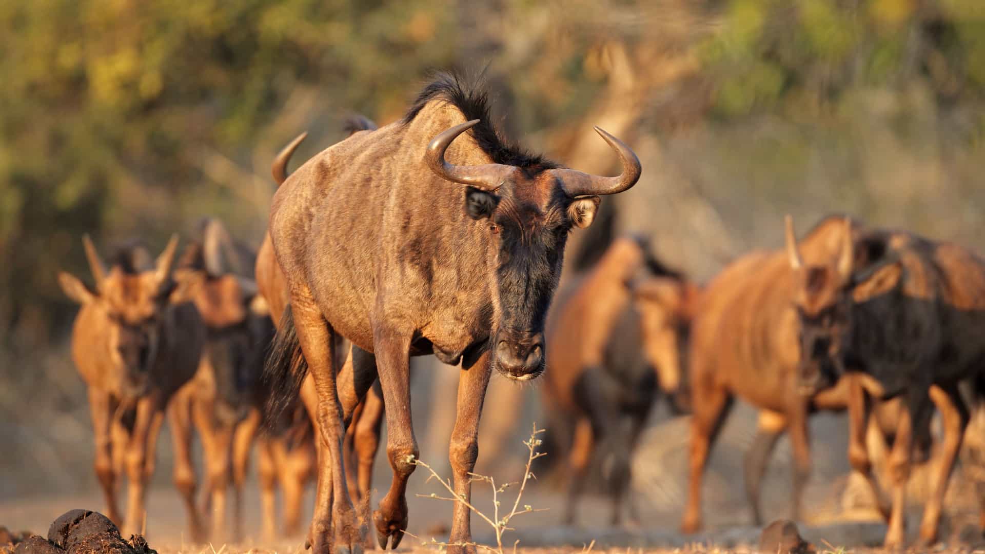 "A blue wildebeest with curved horns stands in the foreground, looking directly at the camera with its herd in the background at the uMkhuze Game Reserve in South Africa.  "