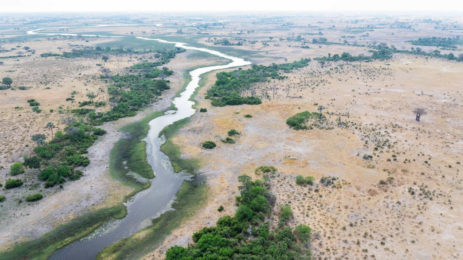 An aerial view shows a river snaking through a vast, dry, tan, and green savanna in the Moremi Game Reserve, Botswana.