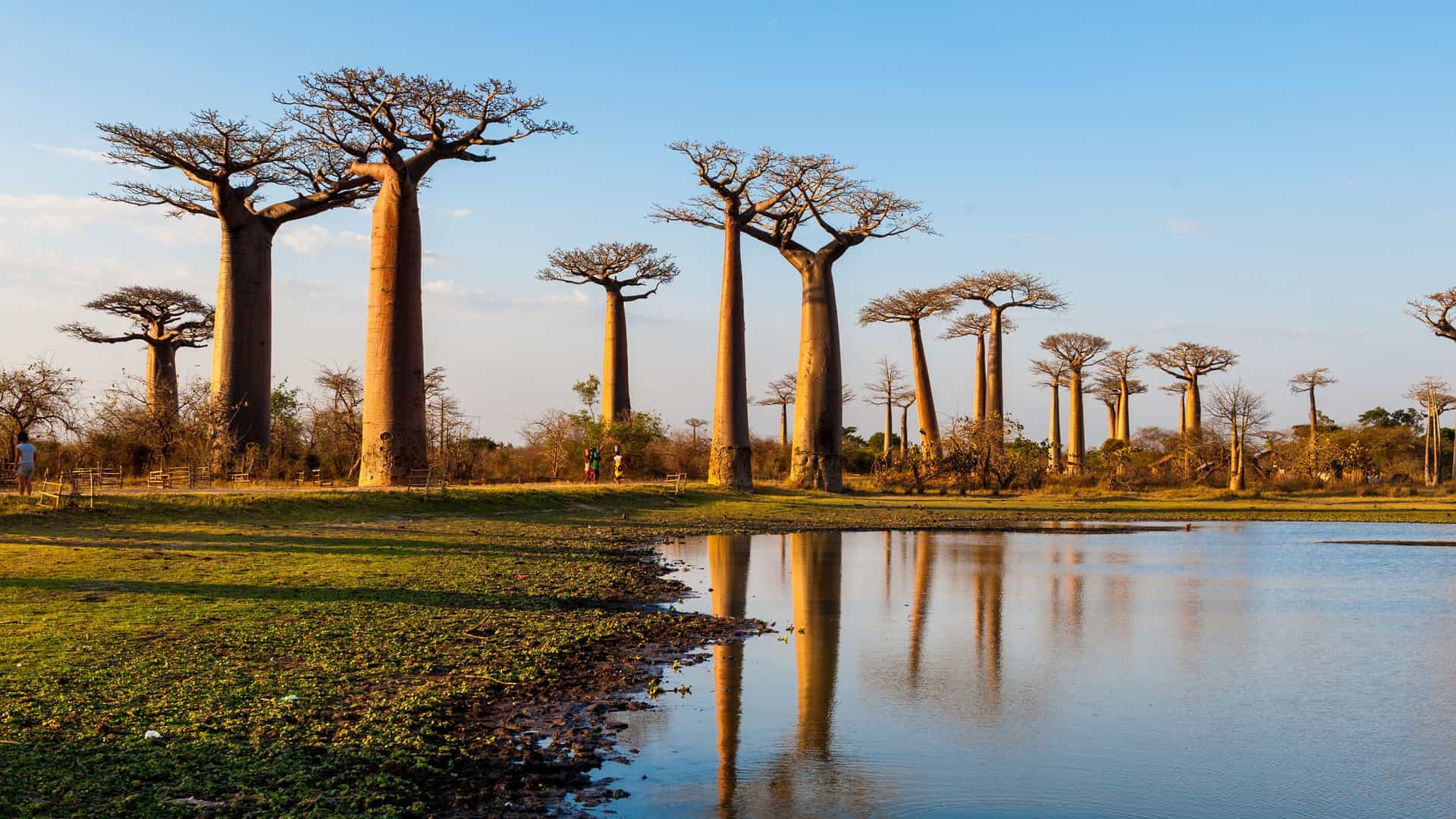 A beautiful scenic shot of the iconic baobab trees along the Avenue of the Baobabs near Morondava, Madagascar, with their reflections visible in a tranquil pond at sunset.