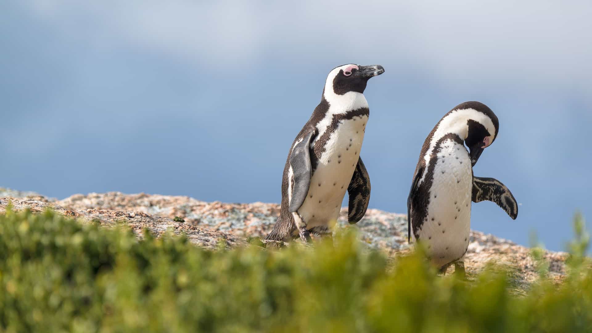 A close-up of two African penguins with black and white plumage, standing on a rocky outcrop with green bushes in the foreground and a soft blue sky in the background near Mossel Bay, South Africa.