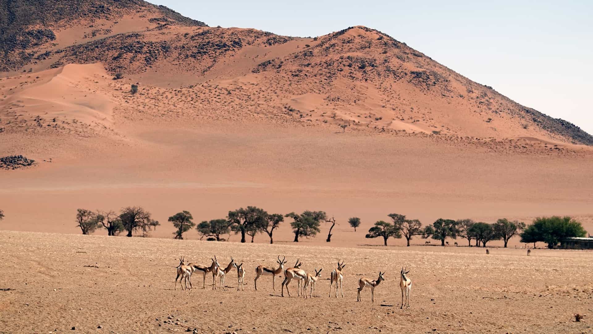 A herd of Springbok antelopes stands in a dry, sandy plain before a line of trees and a massive, pink sand dune.