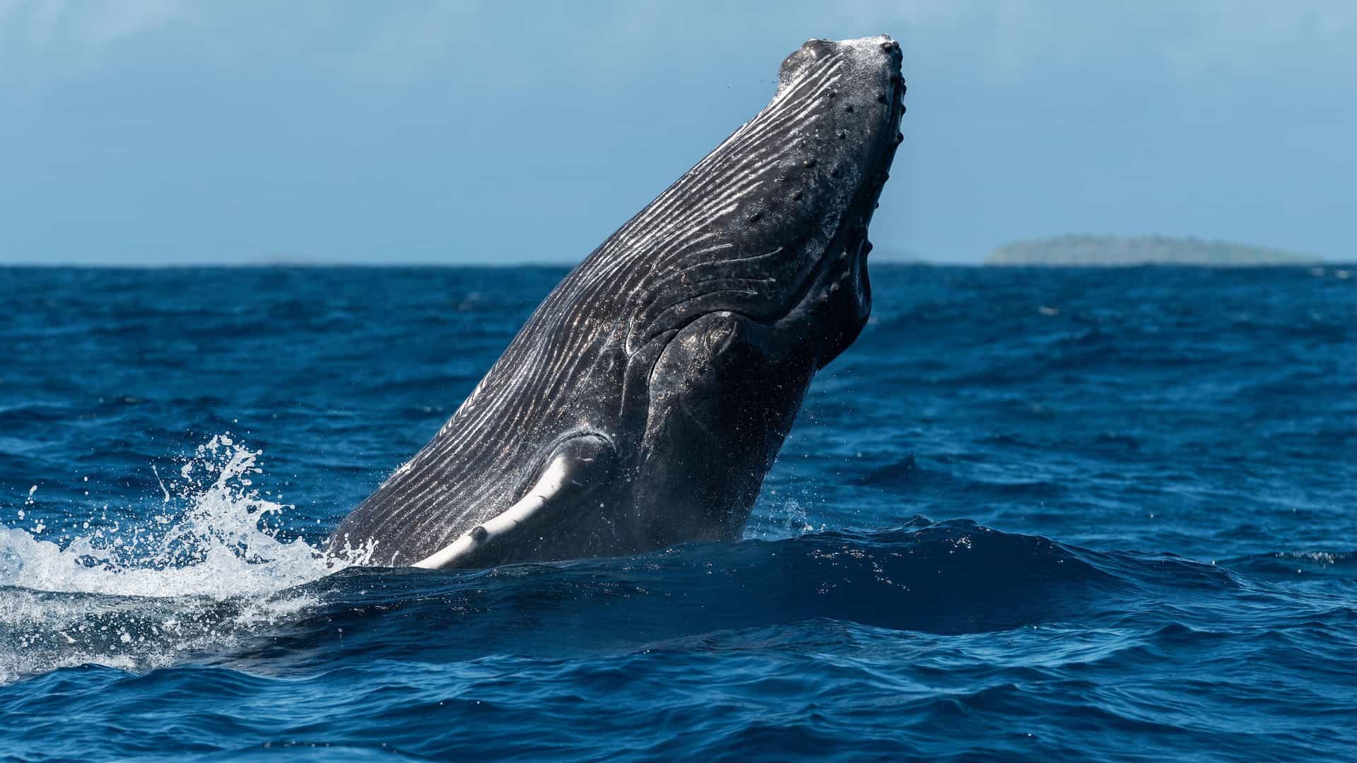 A magnificent humpback whale breaches the blue ocean waves near the tropical island of Niuatoputapu, with its large head and barnacle-covered body out of the water.