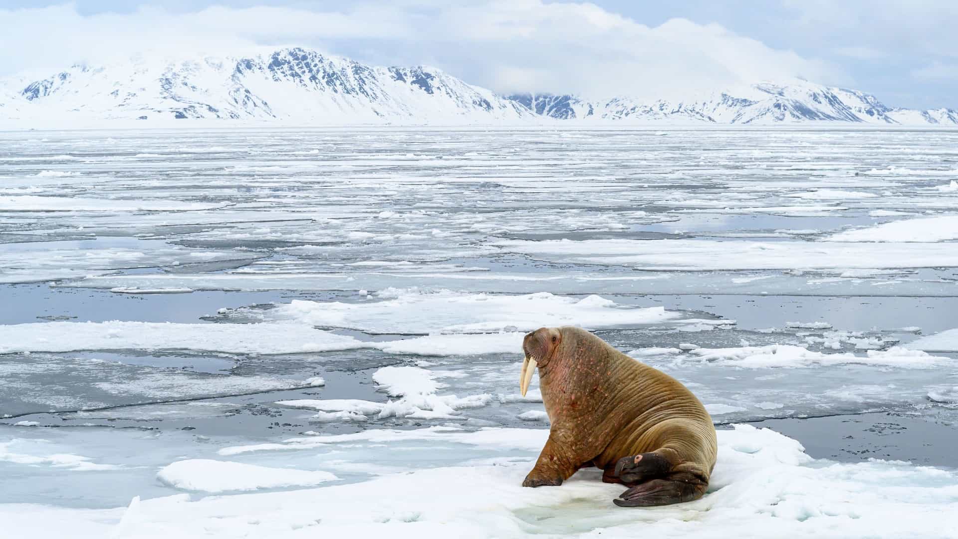 A magnificent walrus with long tusks sitting on a patch of ice in the frigid, ice-filled sea of Northern Svalbard, with snow-covered mountains in the background.