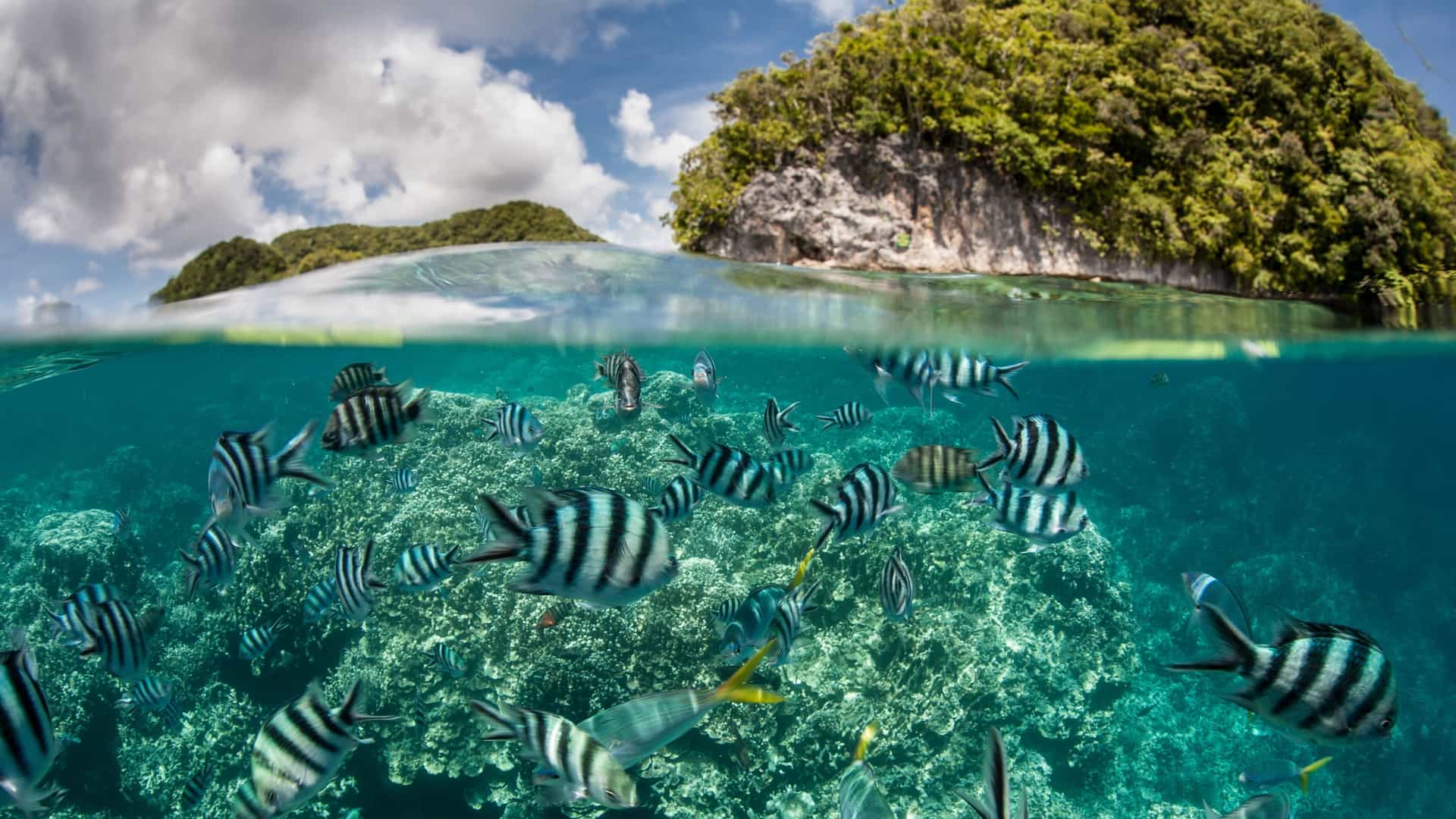 A split-level view of striped tropical fish swimming over a reef with a lush green islet in the background at Nukuoro Atoll.