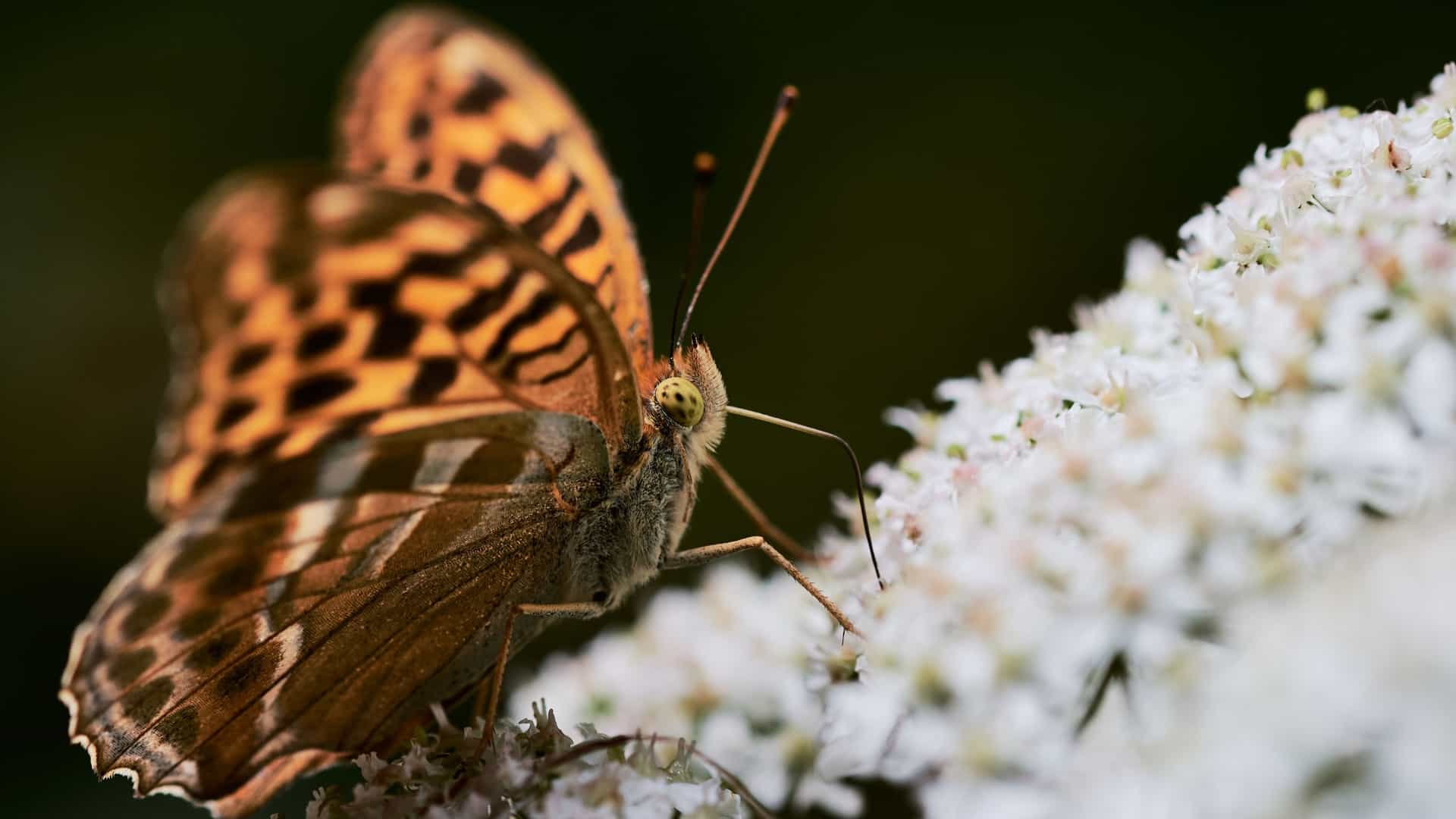 A Silver-washed Fritillary butterfly with orange and black wings is captured in a macro view while feeding on small white flowers.