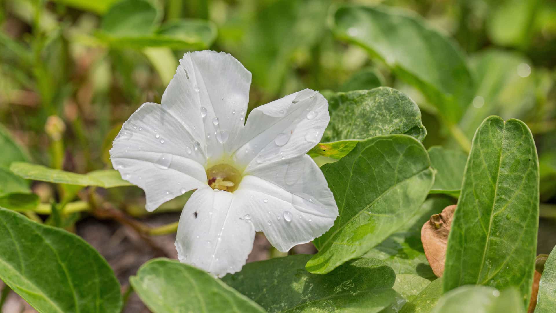 A close-up of a white flower with morning dew on its petals, growing among green leaves and vines at Pointe Denis in Gabon.
